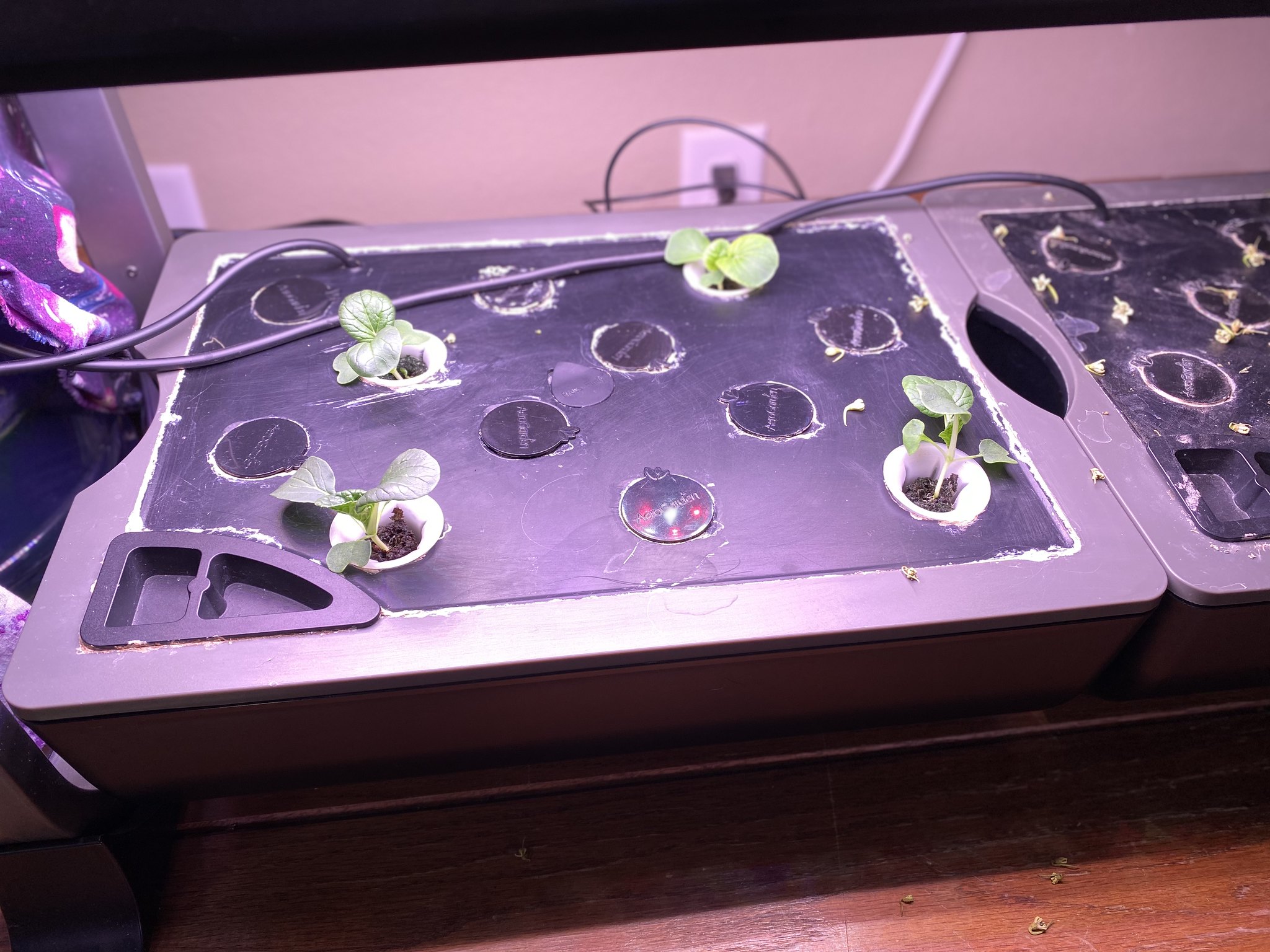 Update #22: Got some reapers forming up!! Thinned all the bok choy pods down to one plant