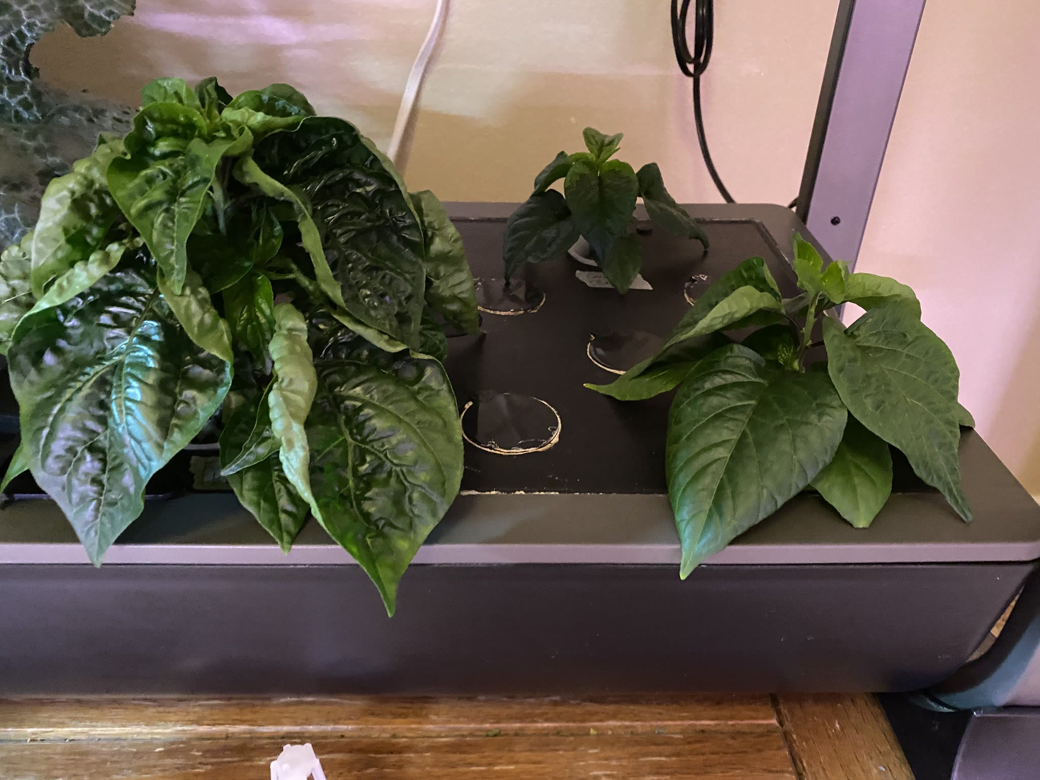 Update #10: Zucchini plant is still getting bigger!! There are quite a few zucchinis growing in there too And the pepper pla…