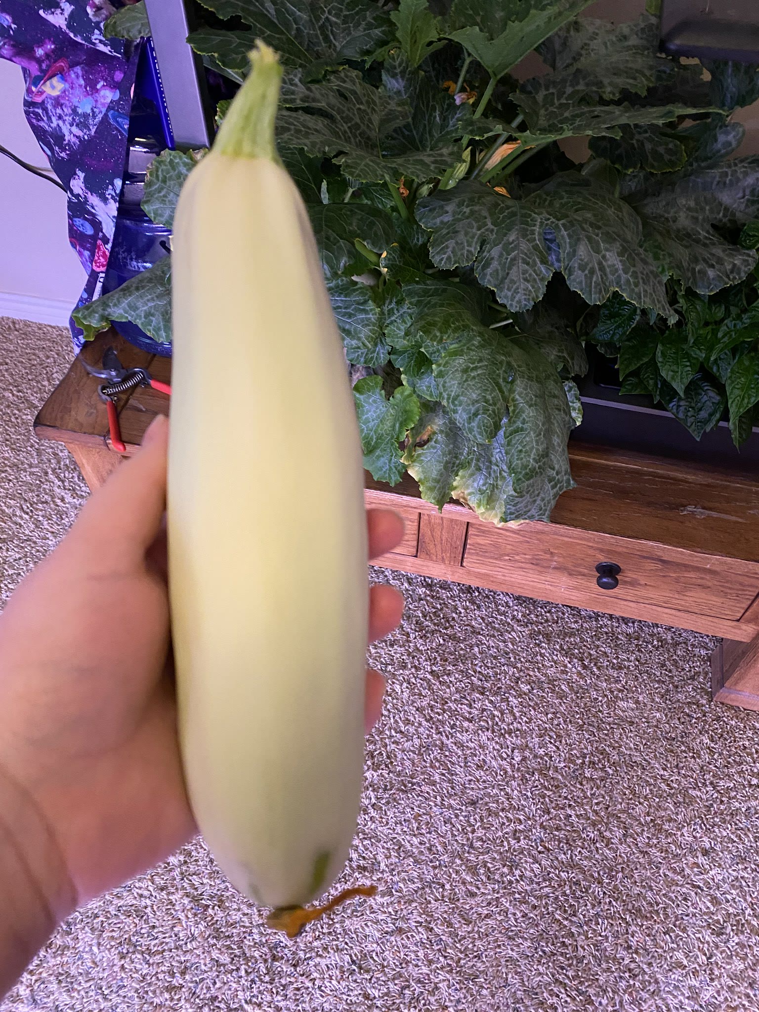 Update #12: It's time to trim everything in this machine! Peppers looking good:Got some dead leaves around the bottom of the…