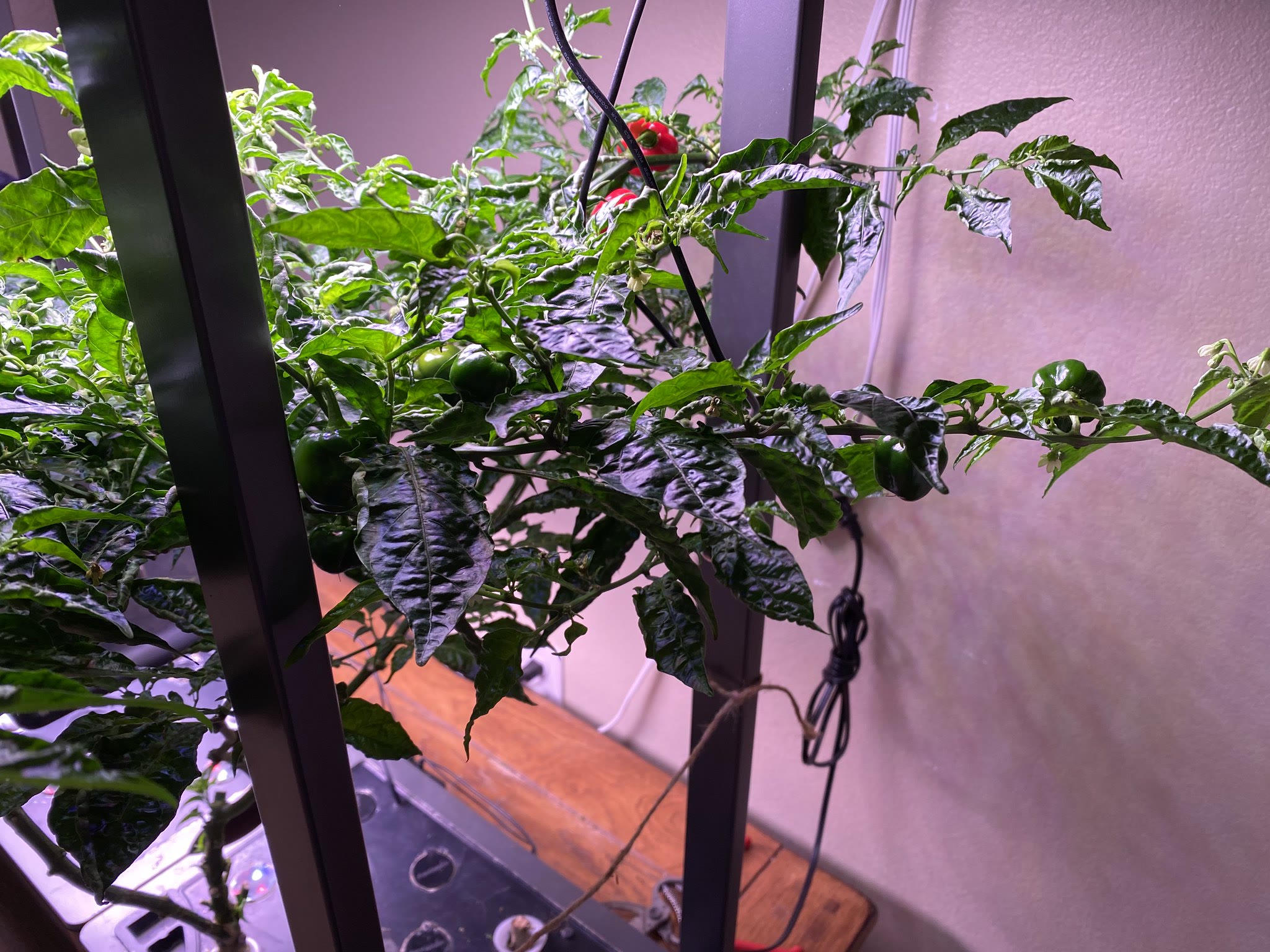 Update #27: Time to pick some peppers!! The reaper has been cut out of the machine to give the habanero more air circulation…