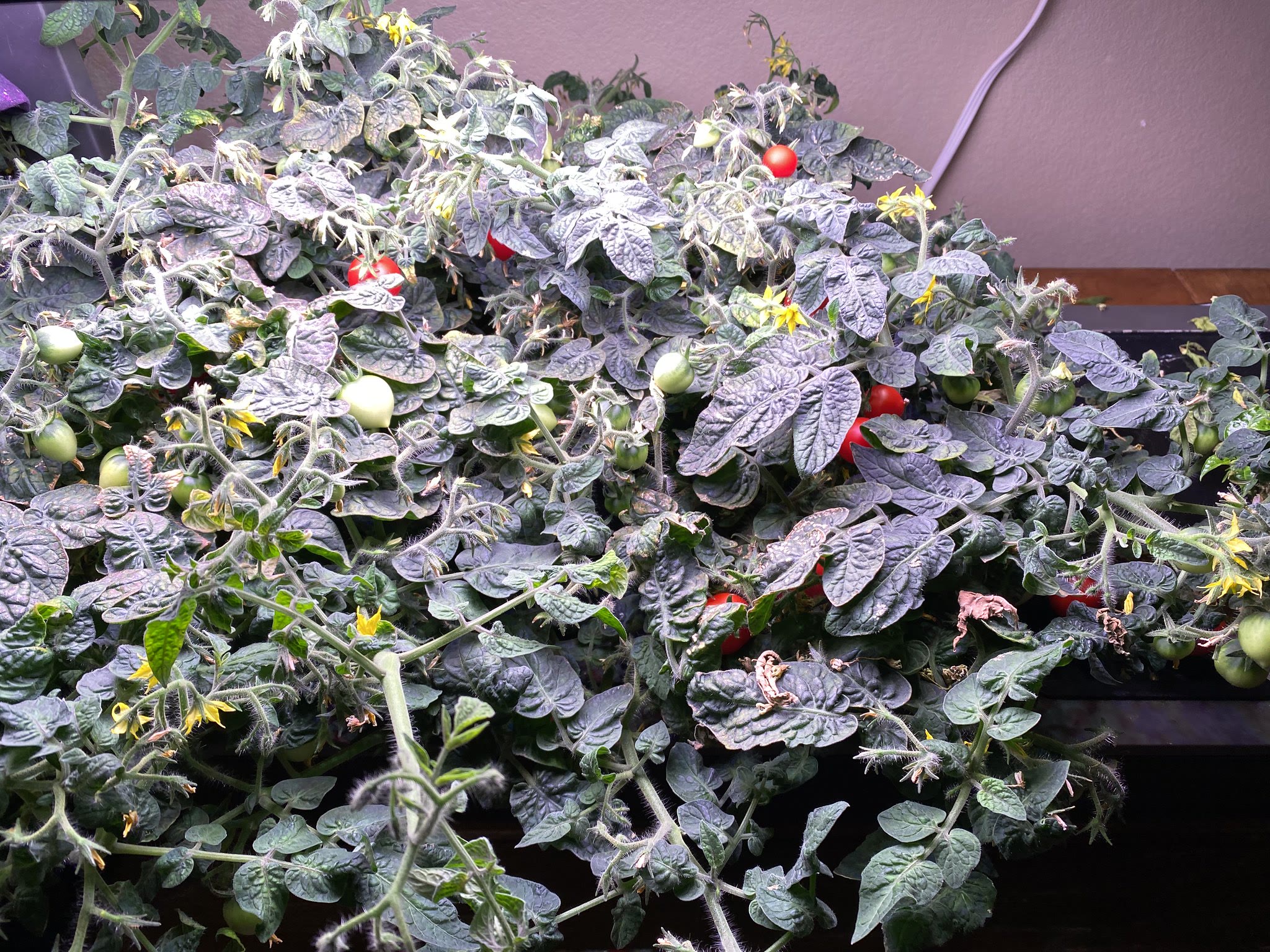 Update #35: The tomatoes look great, and I have a lot that need picking!! The habanero also still looks great, but I'm start…