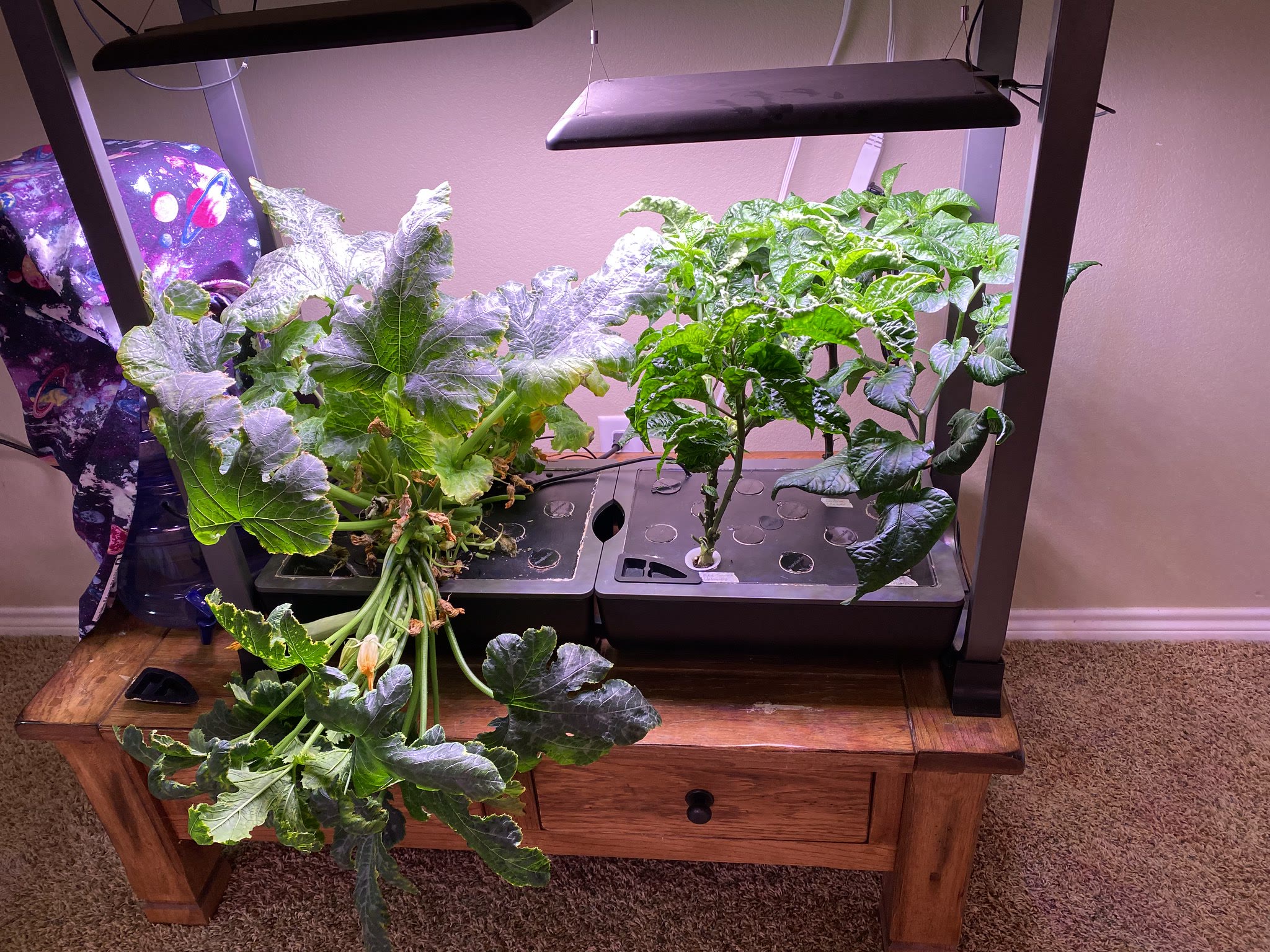 Update #13: FINALLY got these trimmed. Between flipping to nights and working on an electrical project that did Not Go Well …