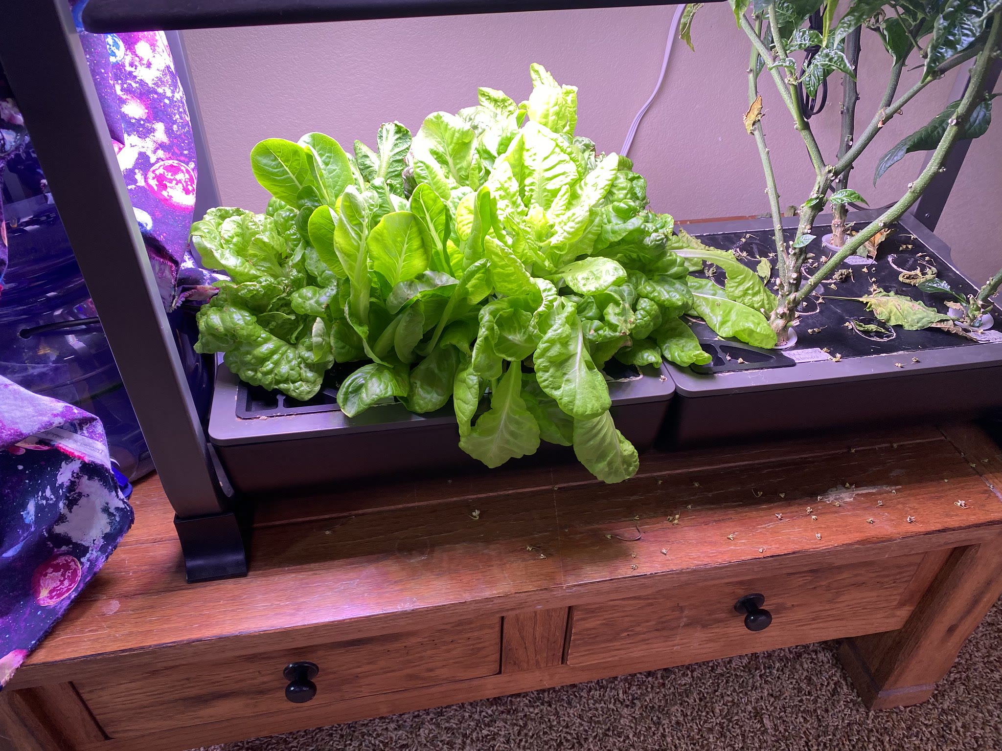 Update #18: Harvested the radish last week just before going to visit Mom and Dad, so didn't have a chance to put these up u…