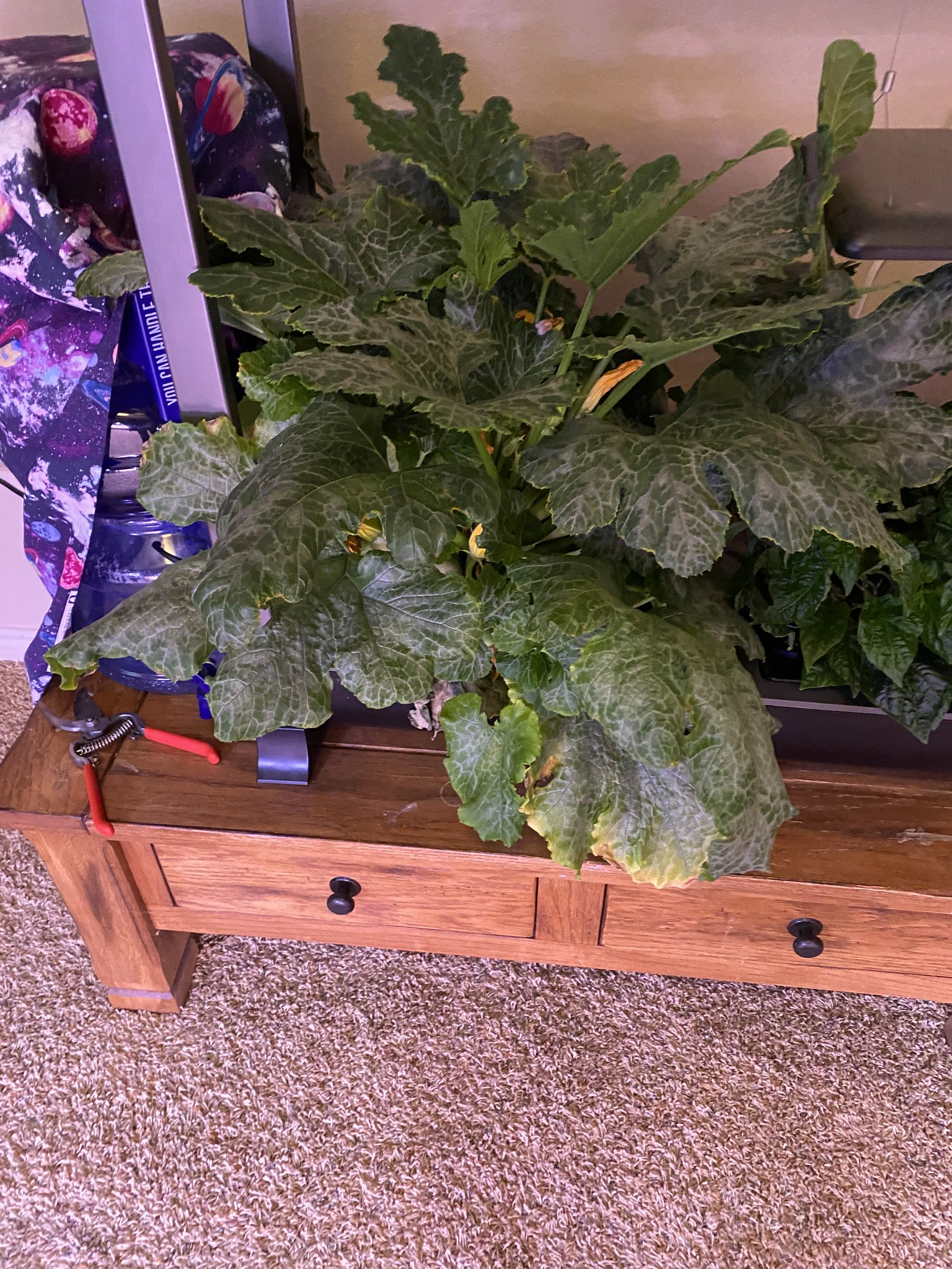 Update #12: It's time to trim everything in this machine! Peppers looking good:Got some dead leaves around the bottom of the…
