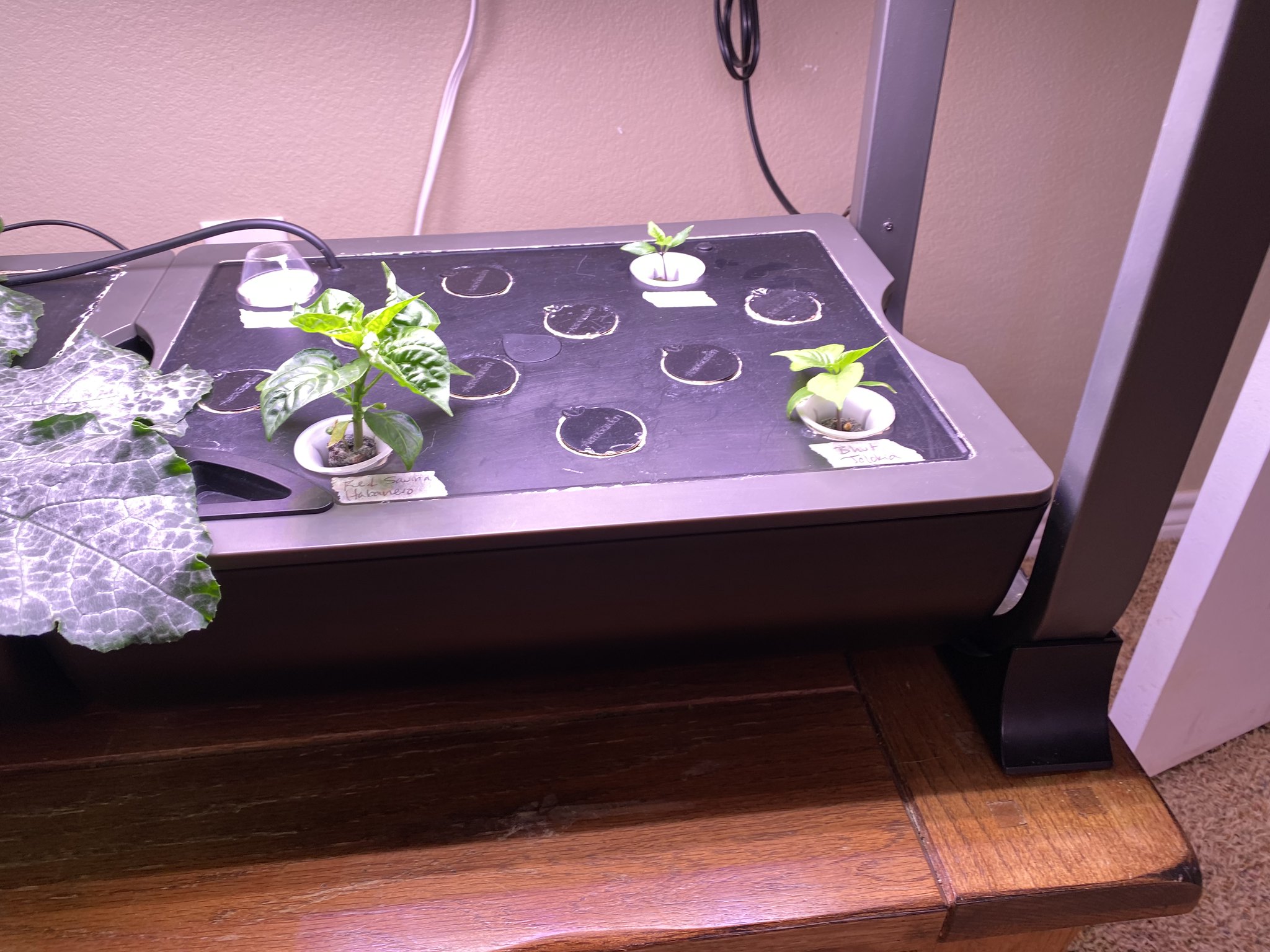 Update #7: Added nutrients. Starting to think I may have to keep the right side of the zucchini plant trimmed in order to k…