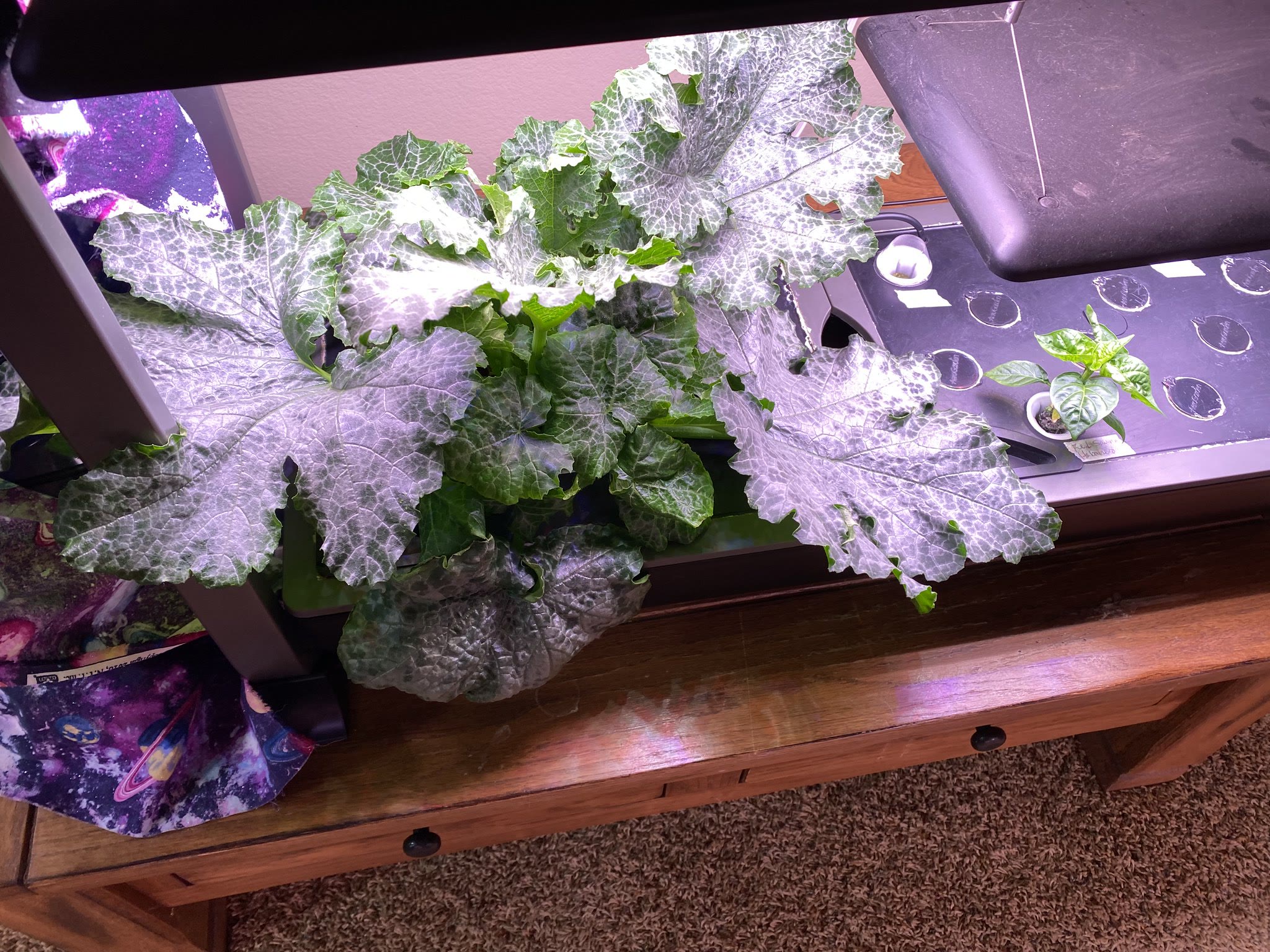 Cavili Zucchini, Superhot Peppers, Greens, and Red Velvet Tomatoes in a Farm 24XL