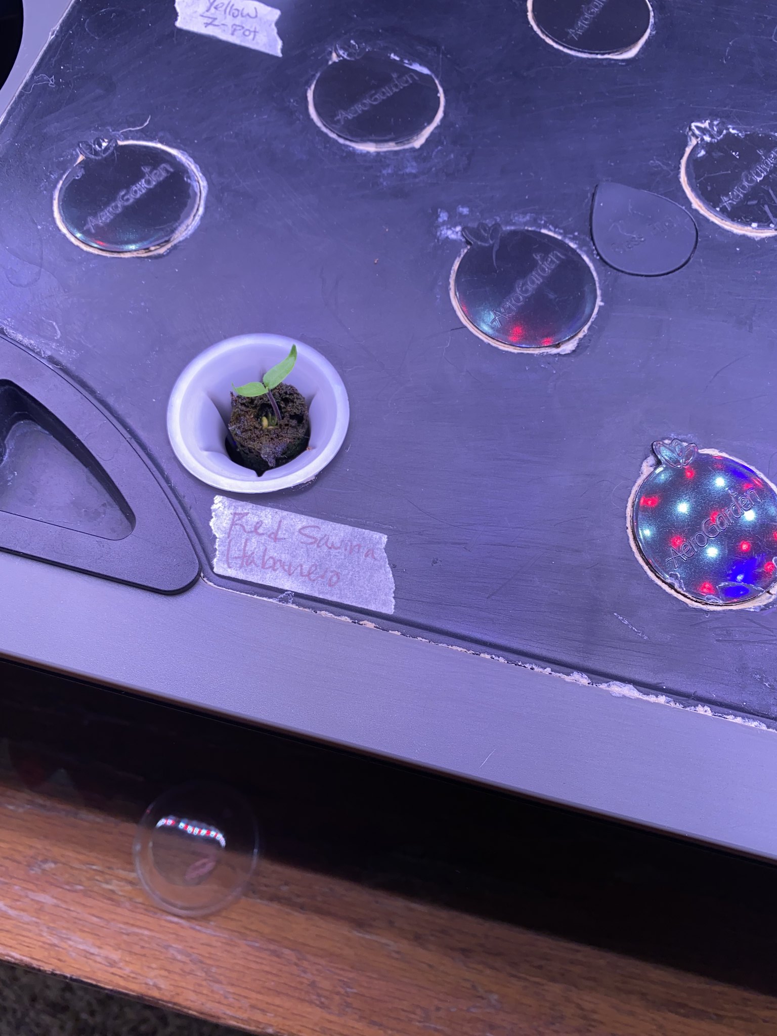 Update #3: The zucchini seems to get bigger every day! I love how fast zucchinis grow On the other side, the only pepper up…