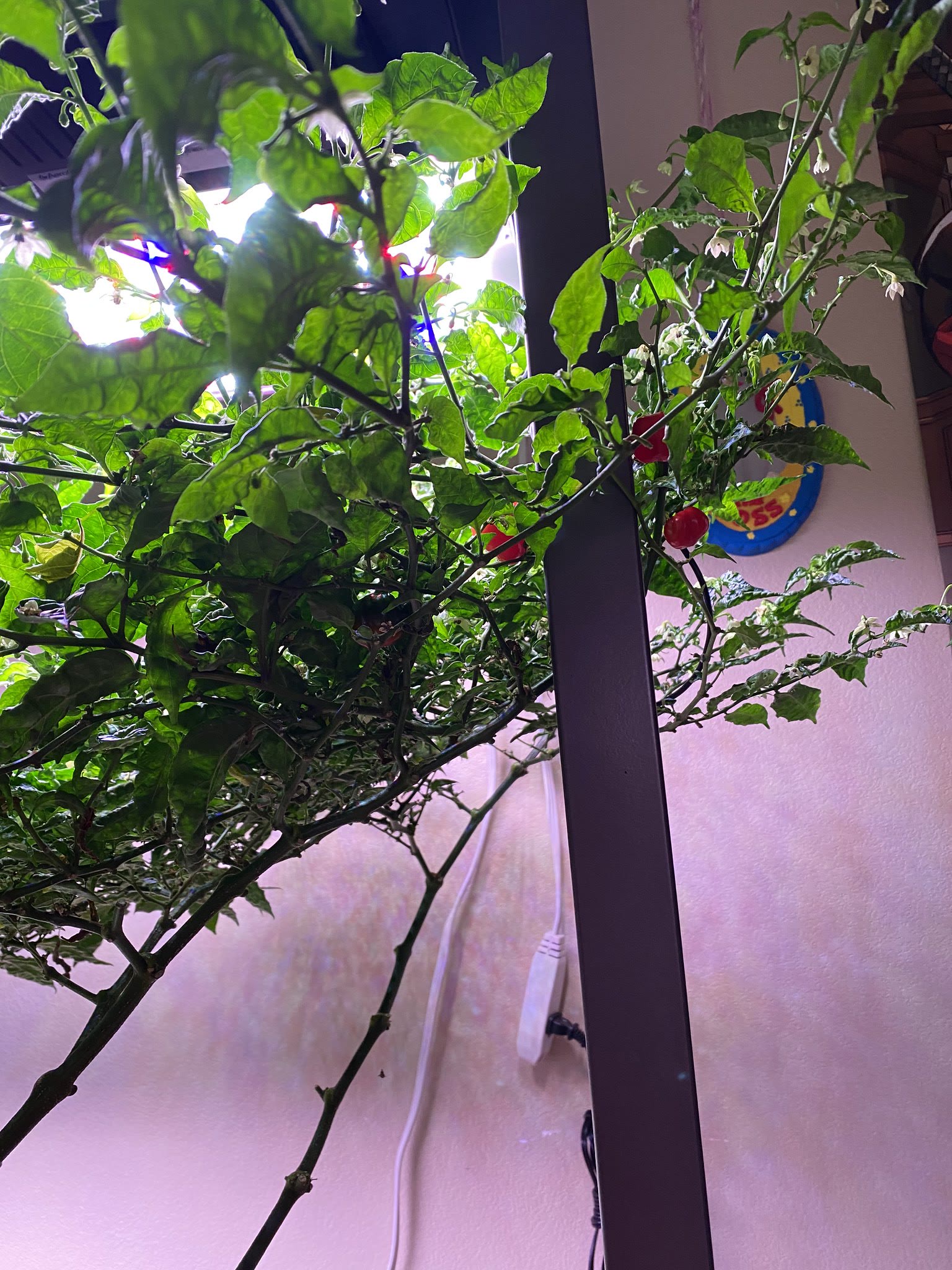 Update #33: Lots and lots of tomatoes!! Harvested several peppers too