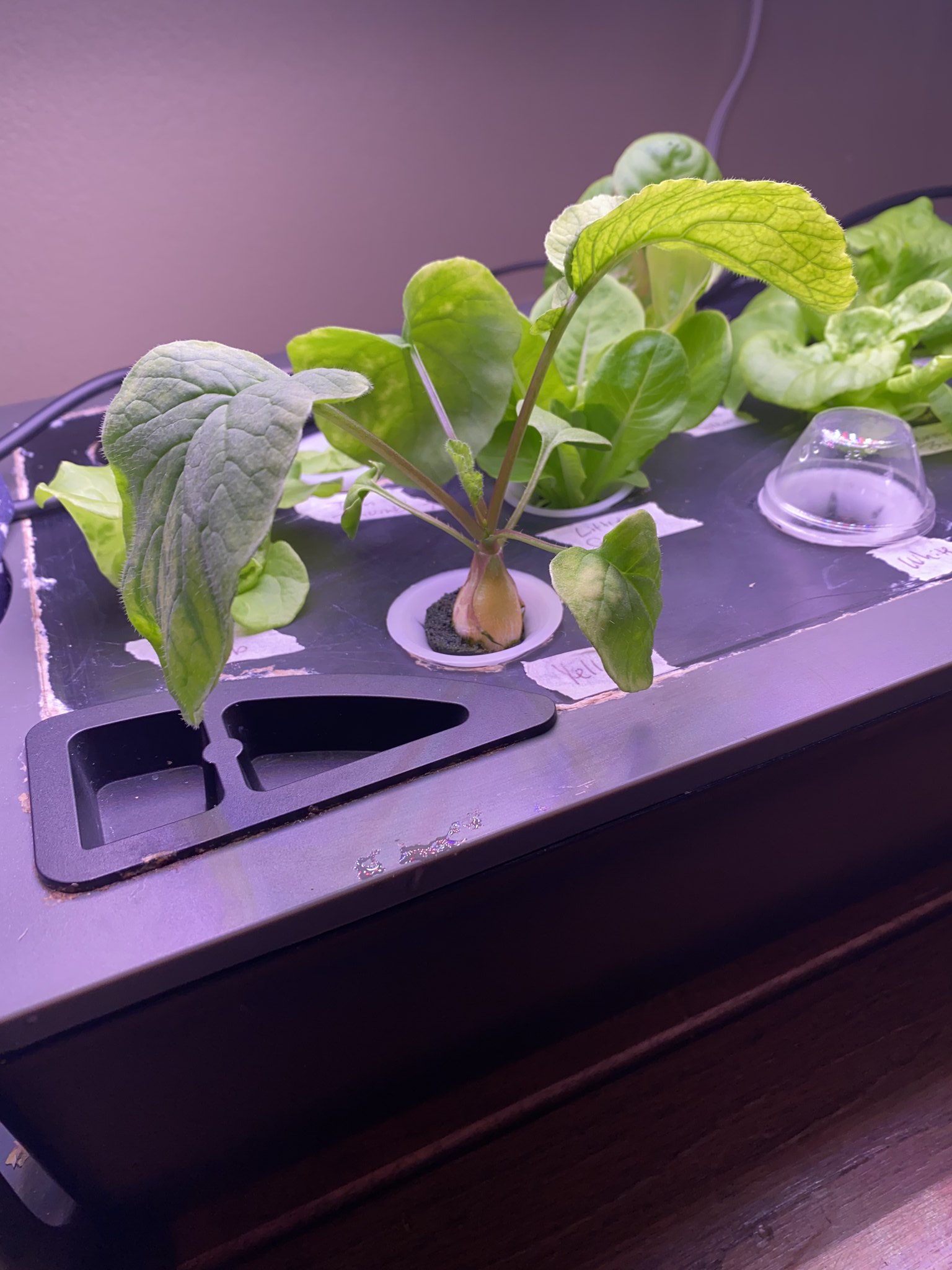 Update #16: The peppers are still doing good, with tons of blooms!! All the lettuce pods are up, but only 1 radish came up B…