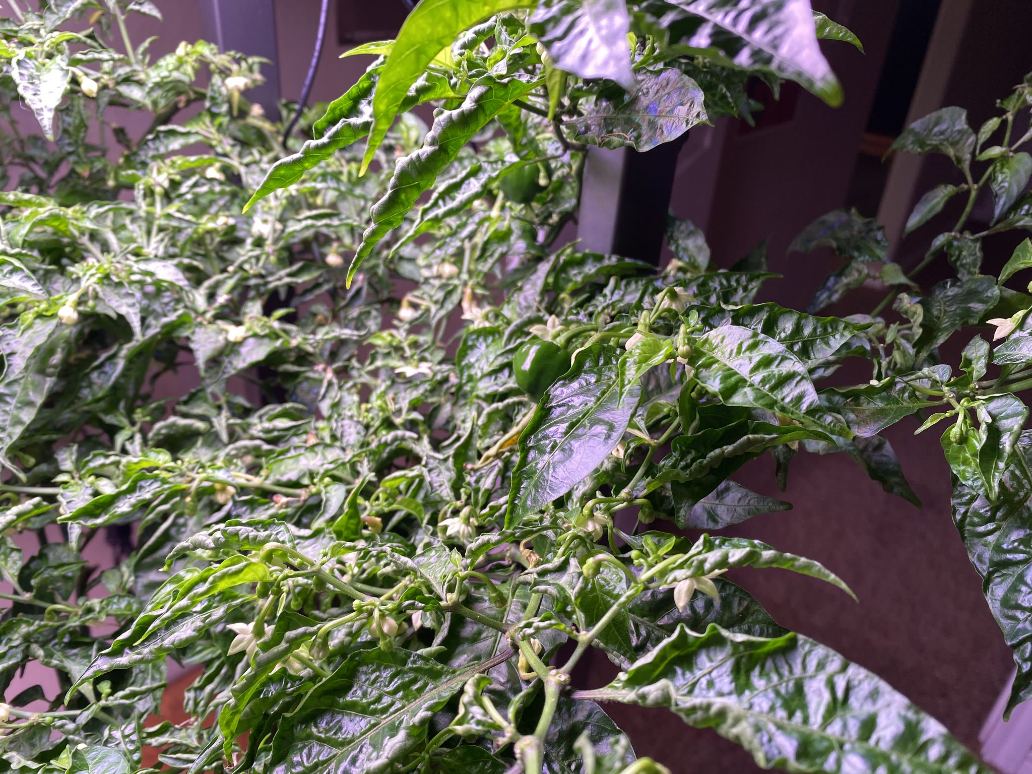 Update #31: Feels like there are even more blooms. Very exciting!! And this guy has more peppers to give