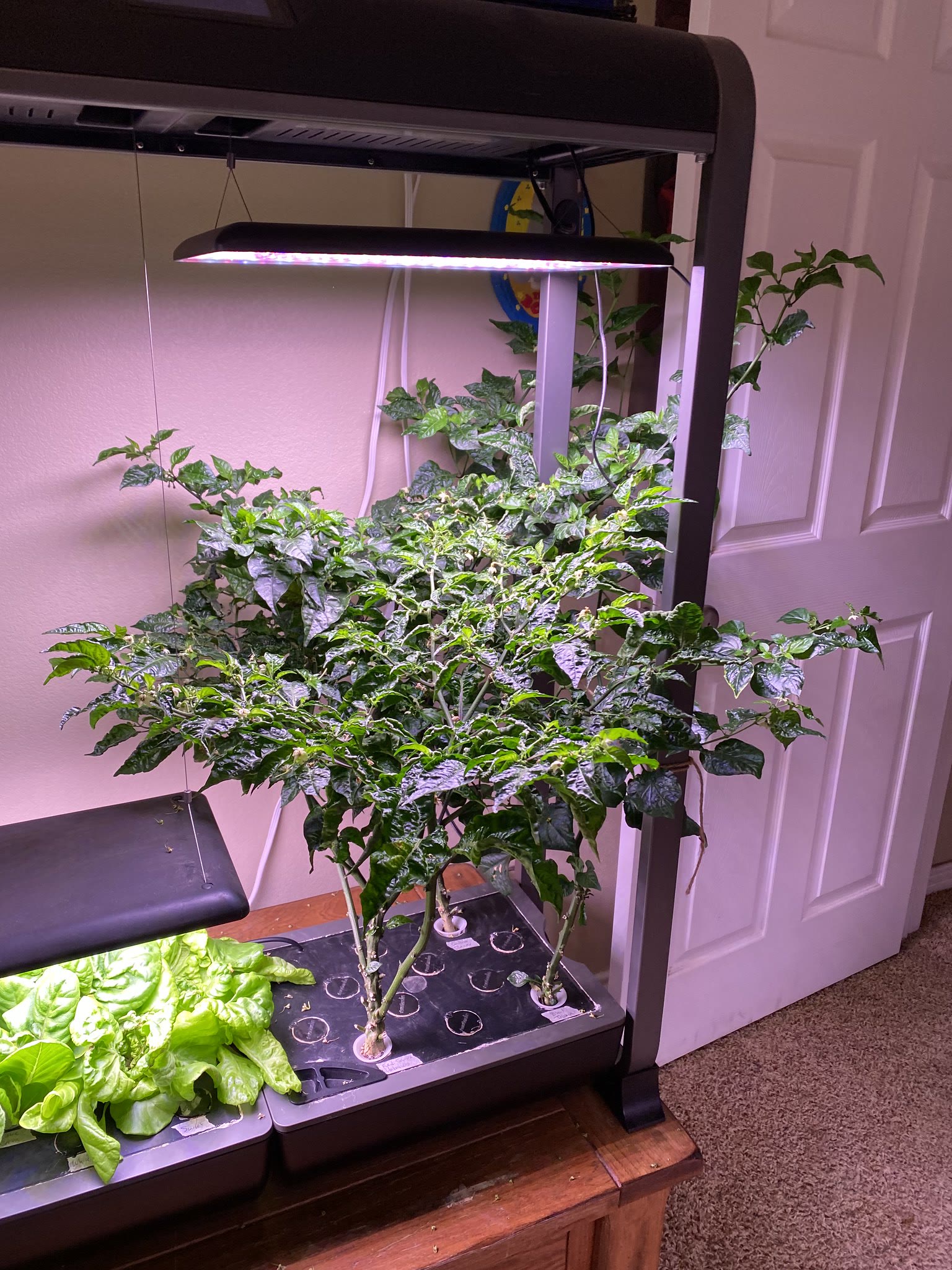 Update #17: The one radish that came up is still getting bigger!! I'm getting impatient though, I'll probably harvest it in …