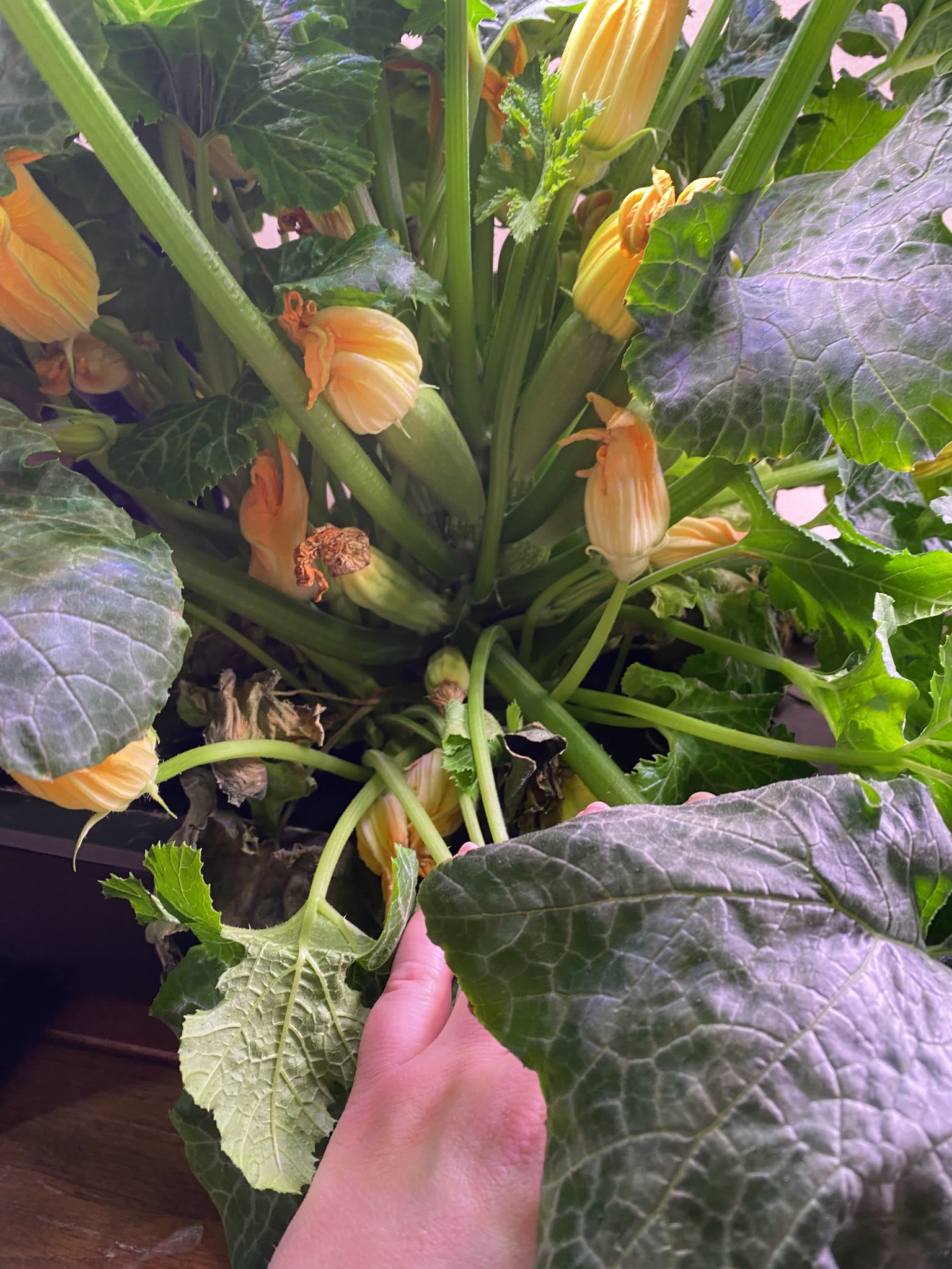 Update #11: These will be ready for a trimming soon Got some zucchinis getting bigger!