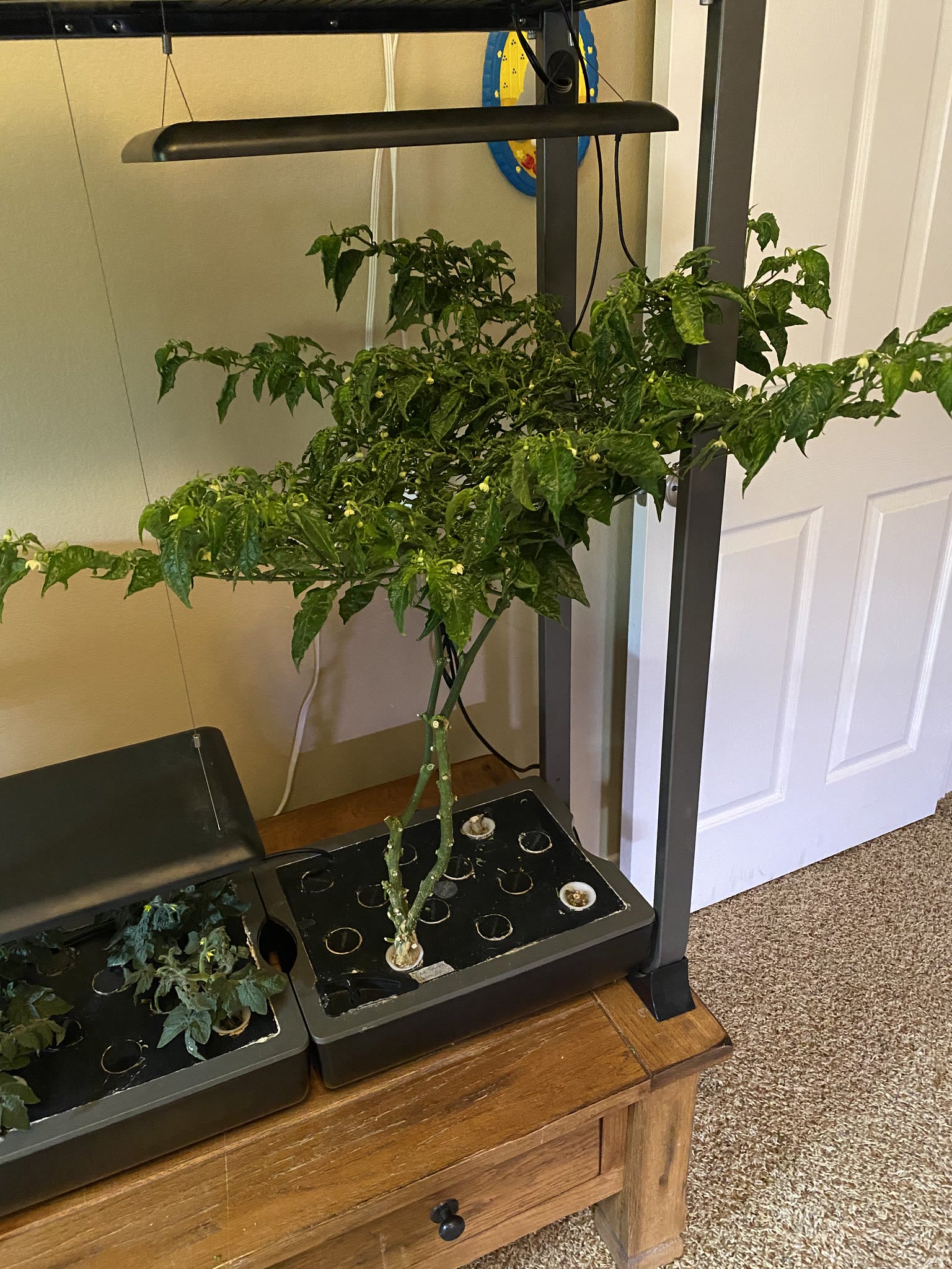 Update #30: Tomatoes are still teeny and cute, with some blooms on them!! The habanero plant is still thriving. Harvested qu…