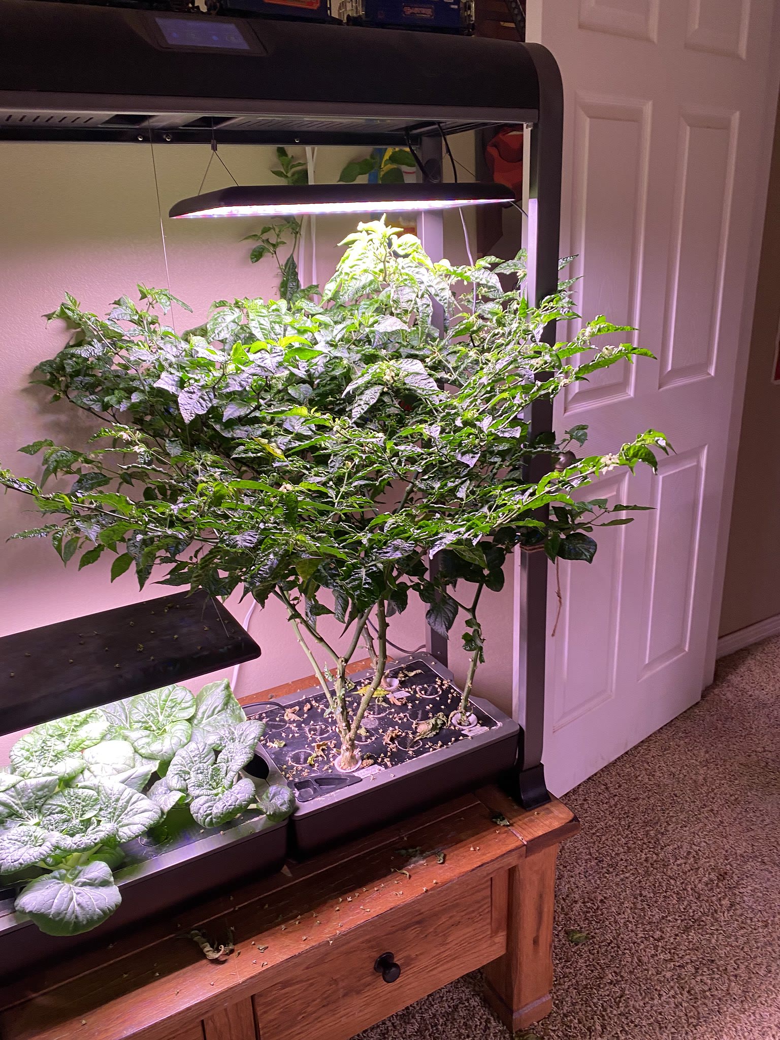 Update #24: Going to harvest some leaves today!! And the pepper plants are doing well, but I have a lot of clean-up to do!