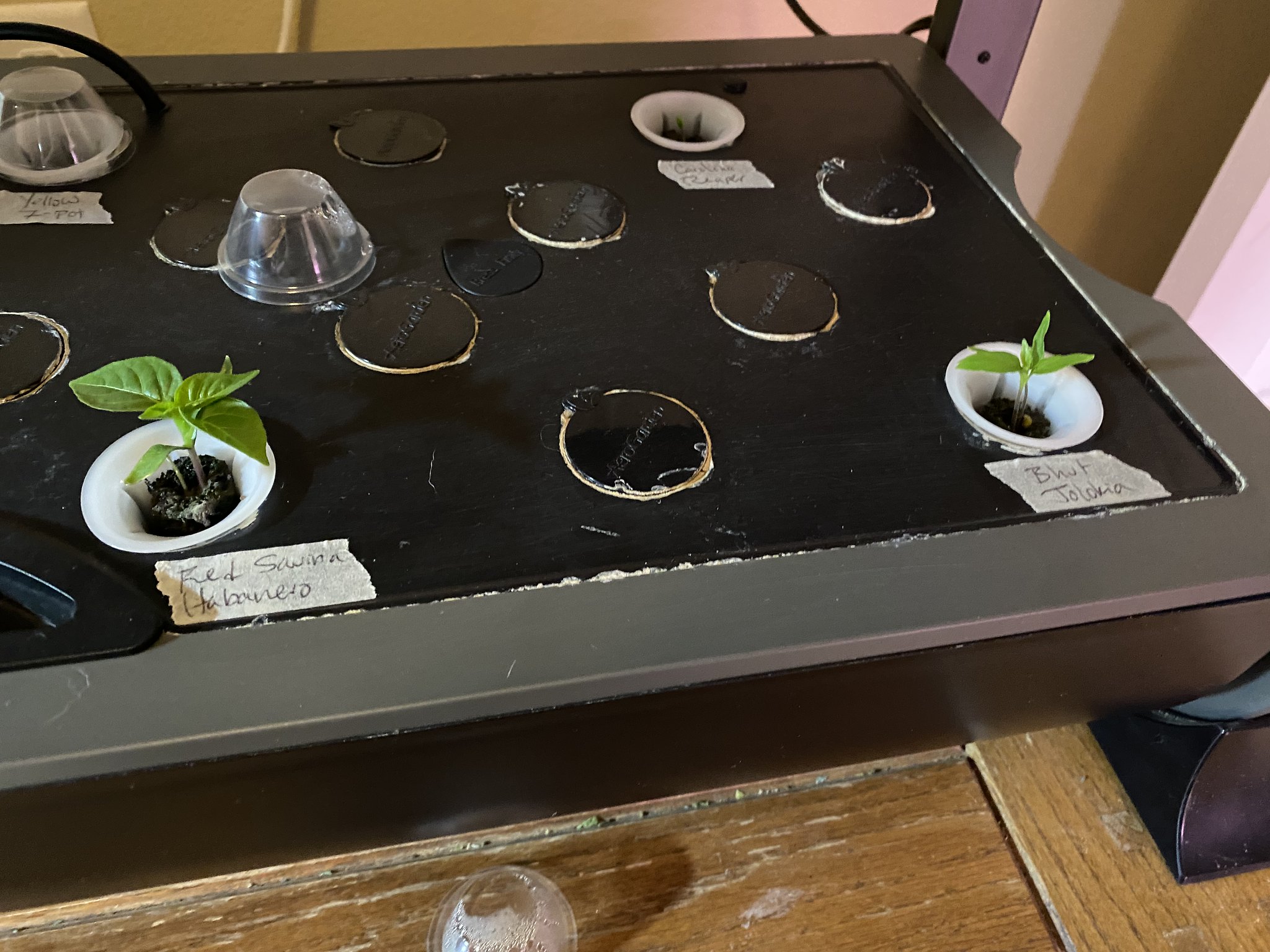 Update #5: He's getting big!! The reaper is up: Ghost pepper and habanero: I see some green down in the 7-pot pod, but the …