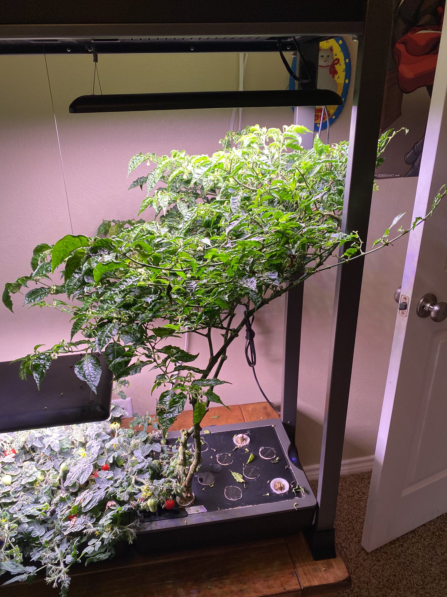 Update #35: The tomatoes look great, and I have a lot that need picking!! The habanero also still looks great, but I'm start…