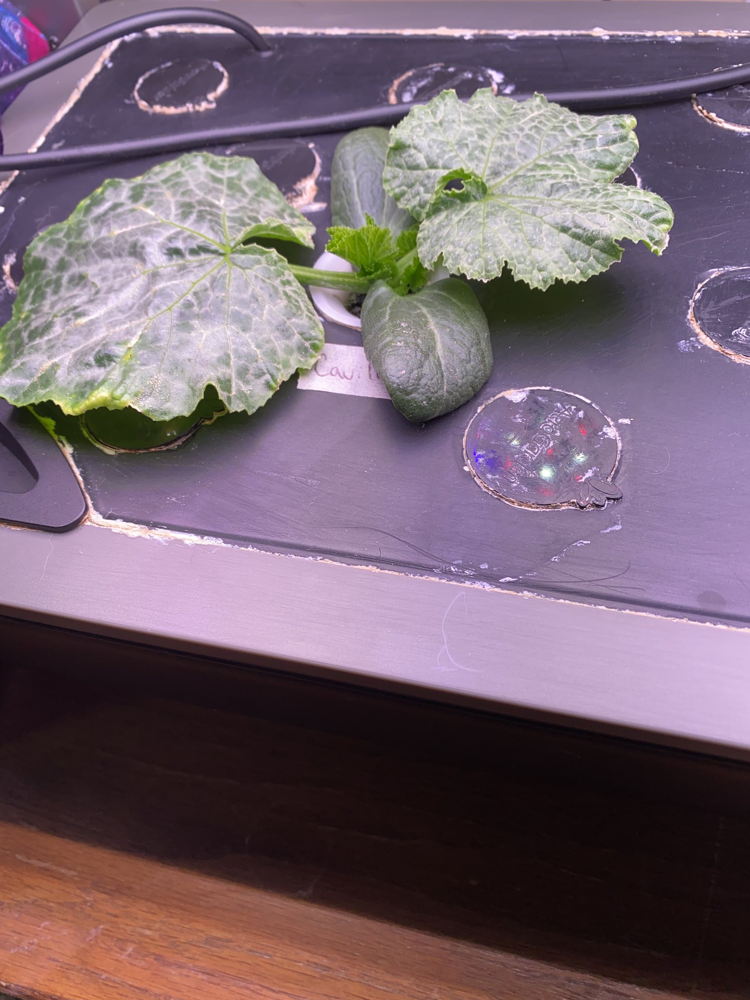 Update #4: These are still doing good!! Habanero The Ghost Pepper is up! The other two peppers are too, but too deep in the…