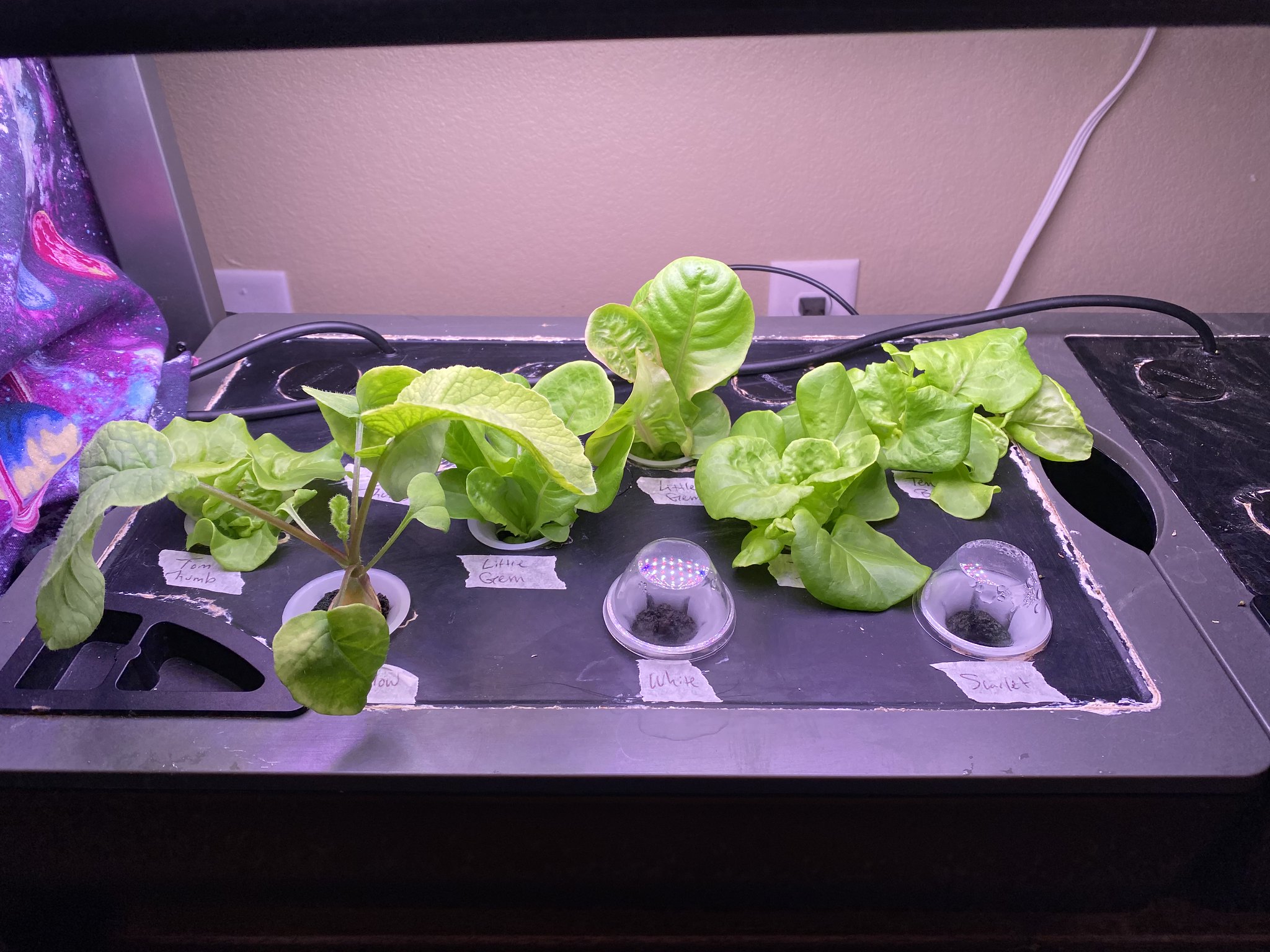 Update #16: The peppers are still doing good, with tons of blooms!! All the lettuce pods are up, but only 1 radish came up B…