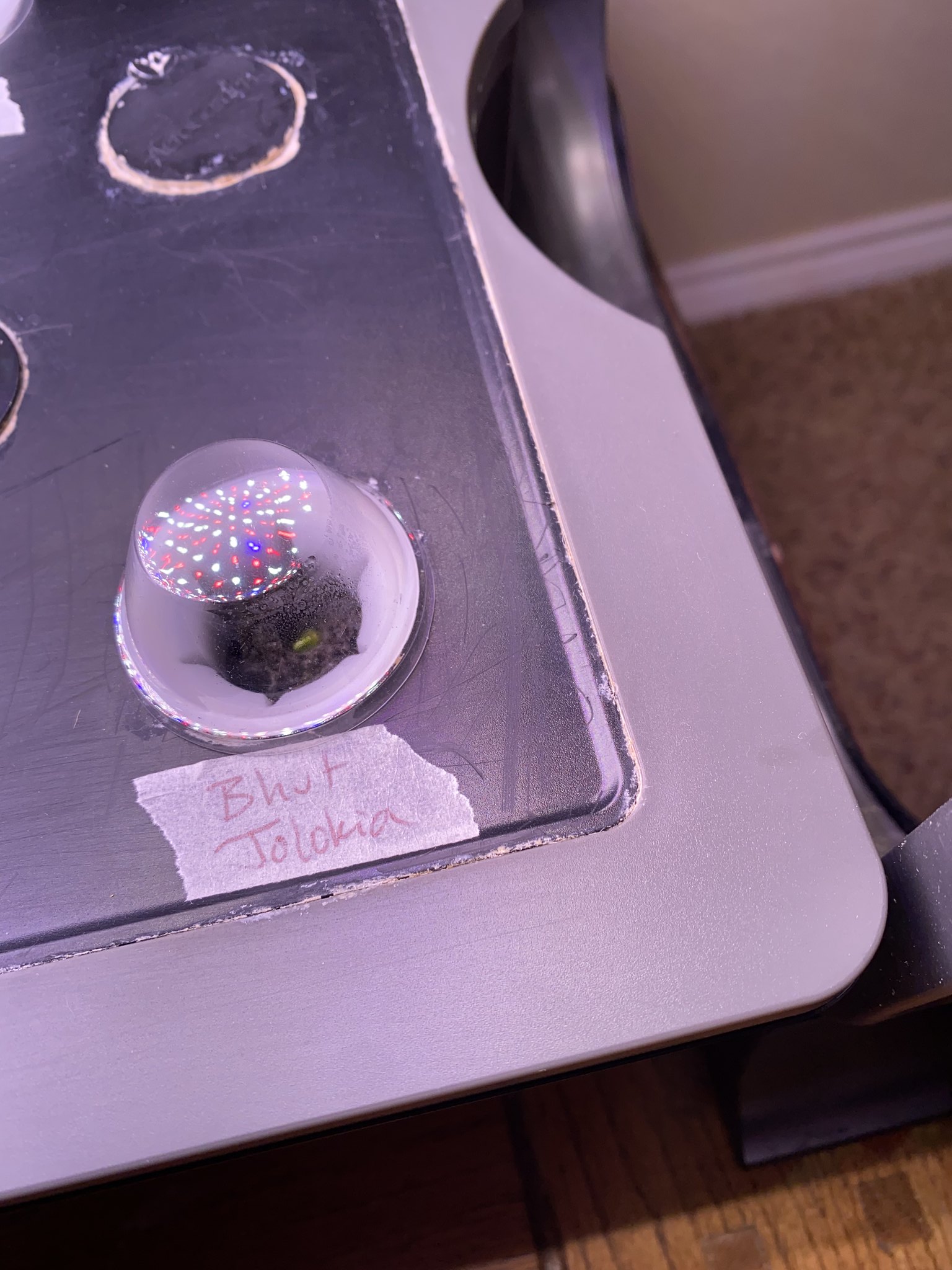 Update #4: These are still doing good!! Habanero The Ghost Pepper is up! The other two peppers are too, but too deep in the…