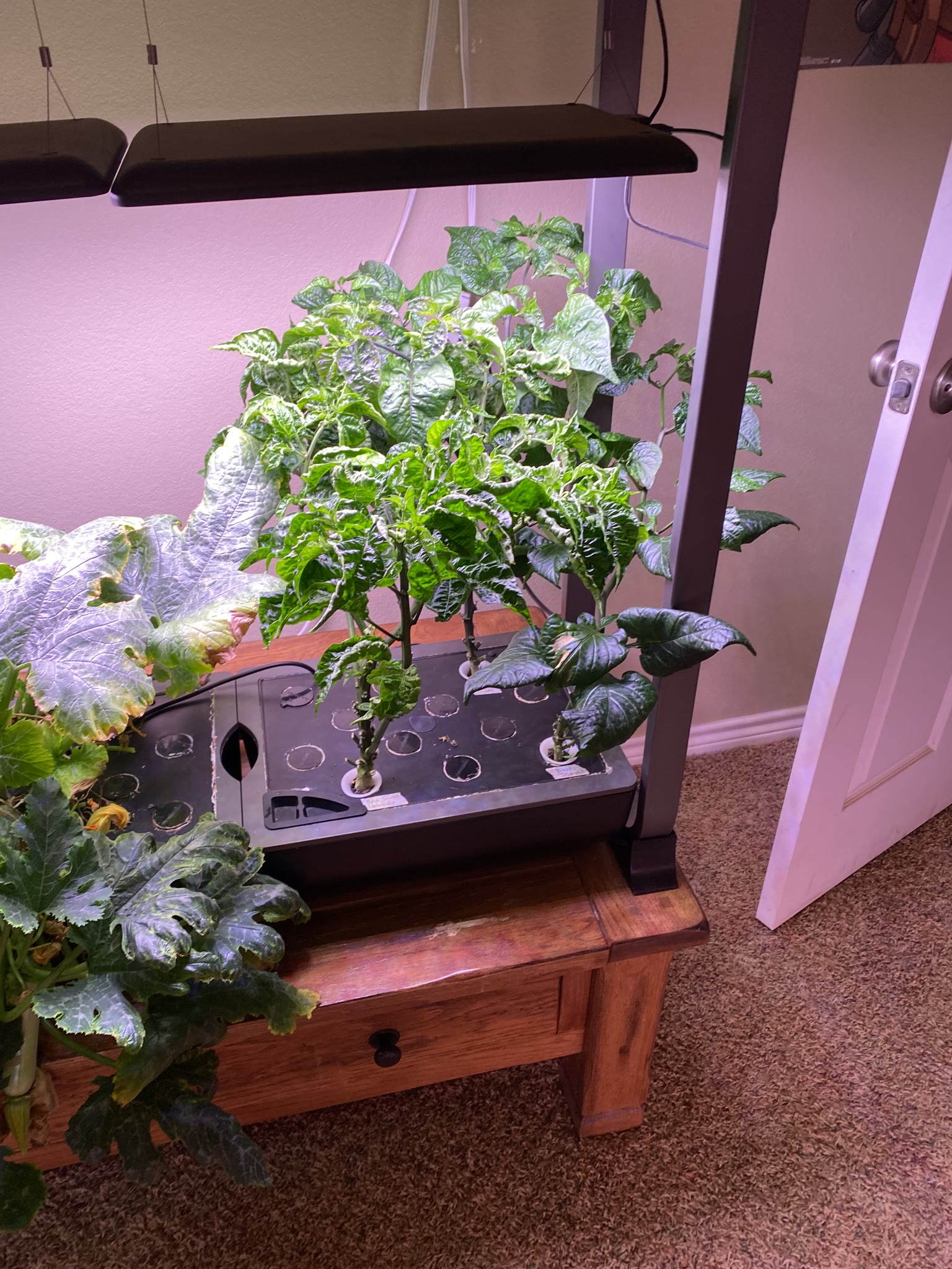 Update #14: Added nutrients. Got 3 zucchinis growing! Pepper plants still looking good.When these zucchini come off I may go…