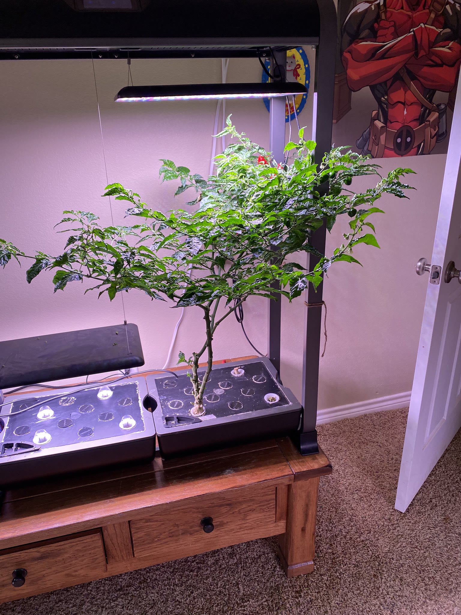 Update #27: Time to pick some peppers!! The reaper has been cut out of the machine to give the habanero more air circulation…