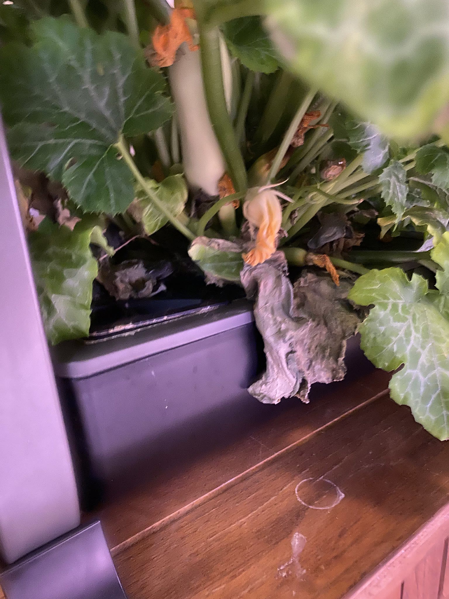 Update #12: It's time to trim everything in this machine! Peppers looking good:Got some dead leaves around the bottom of the…