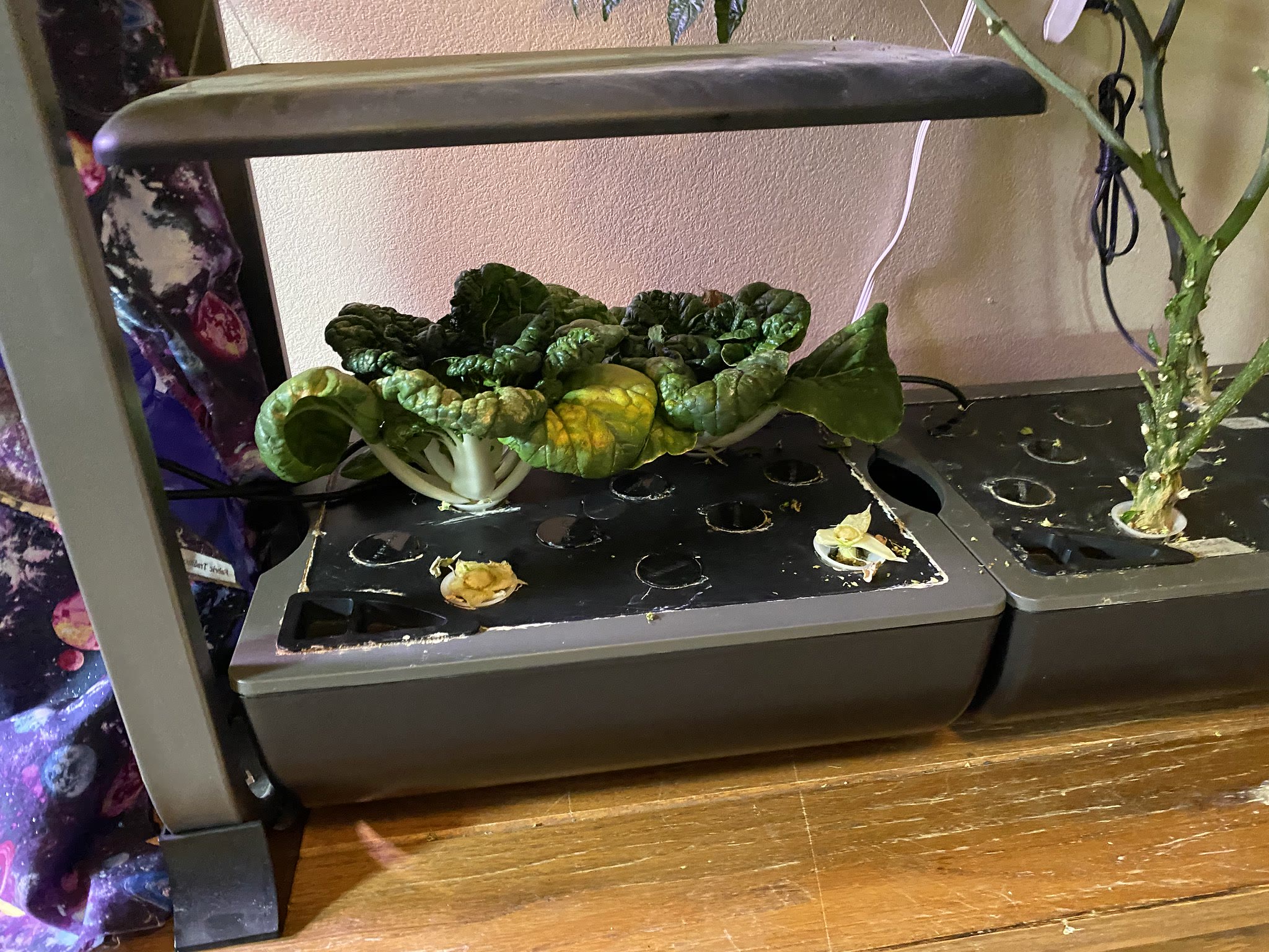 Update #25: Did some trimming to neaten these up a little and hopefully increase airflow a little. Took the ghost pepper out…