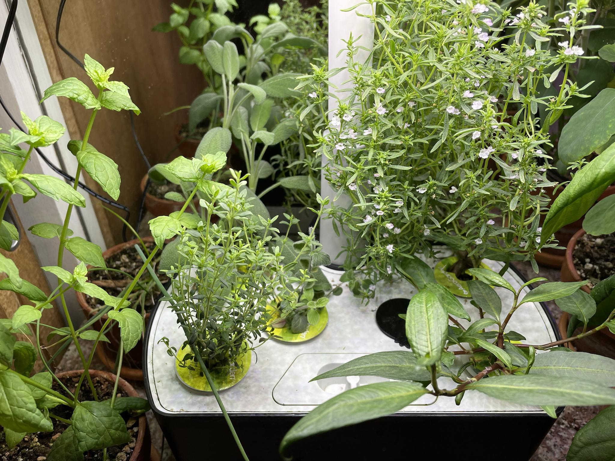 Update #2: It's interesting how different this round of gardening has been.The Genovese basil has been the fastest grower, …