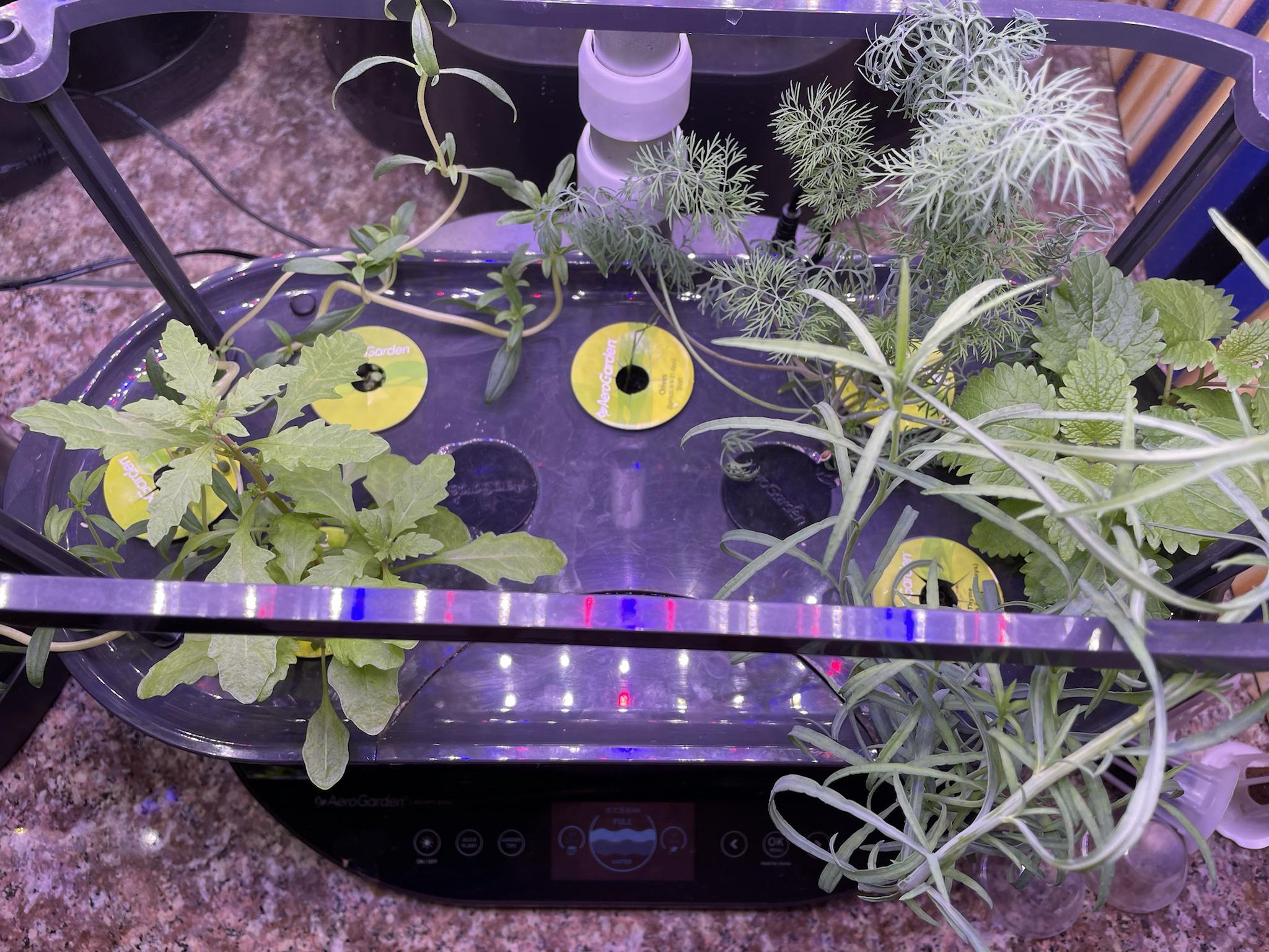 Update #2: set the garden on vacation mode and left town for ten days. It's time to check on the kids ...Harvest, from bott…