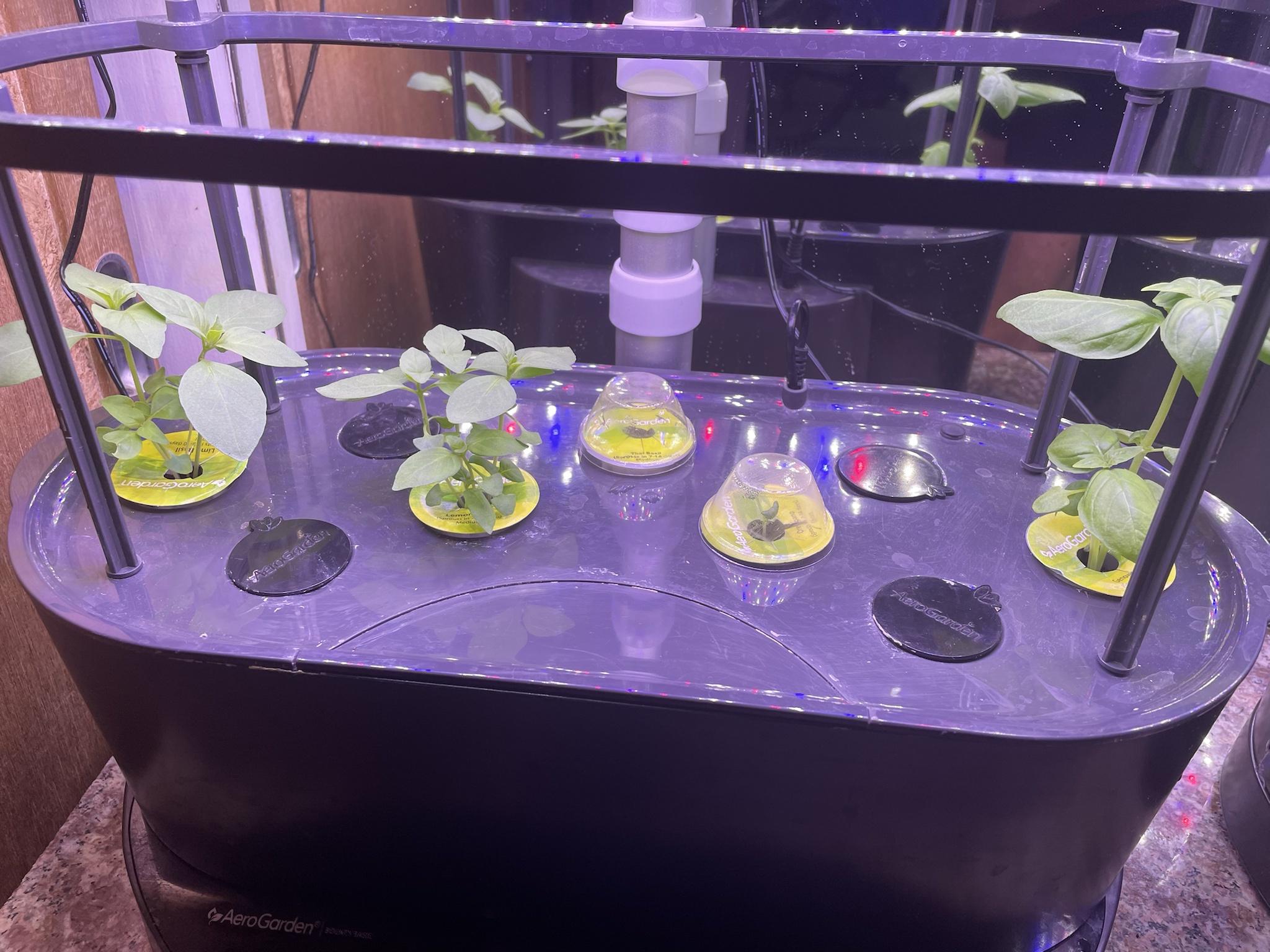 Update #1: I try to keep such good notes - but I replant seeds that don't grow, I move pods around ... and now I have myste…