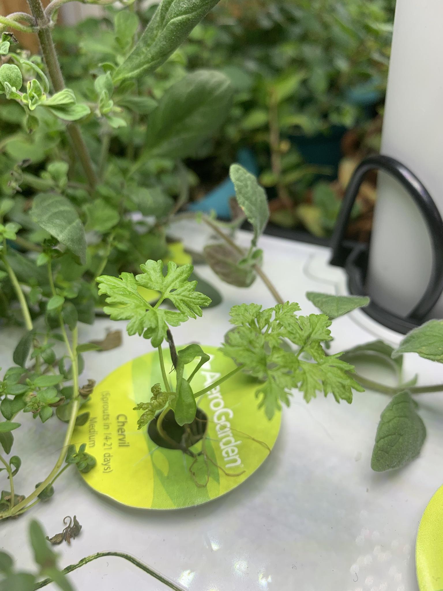 Update #12: I gave my basils & dill a major haircut for New Years Eve; my parsley was looking very weak after 2 months, and …