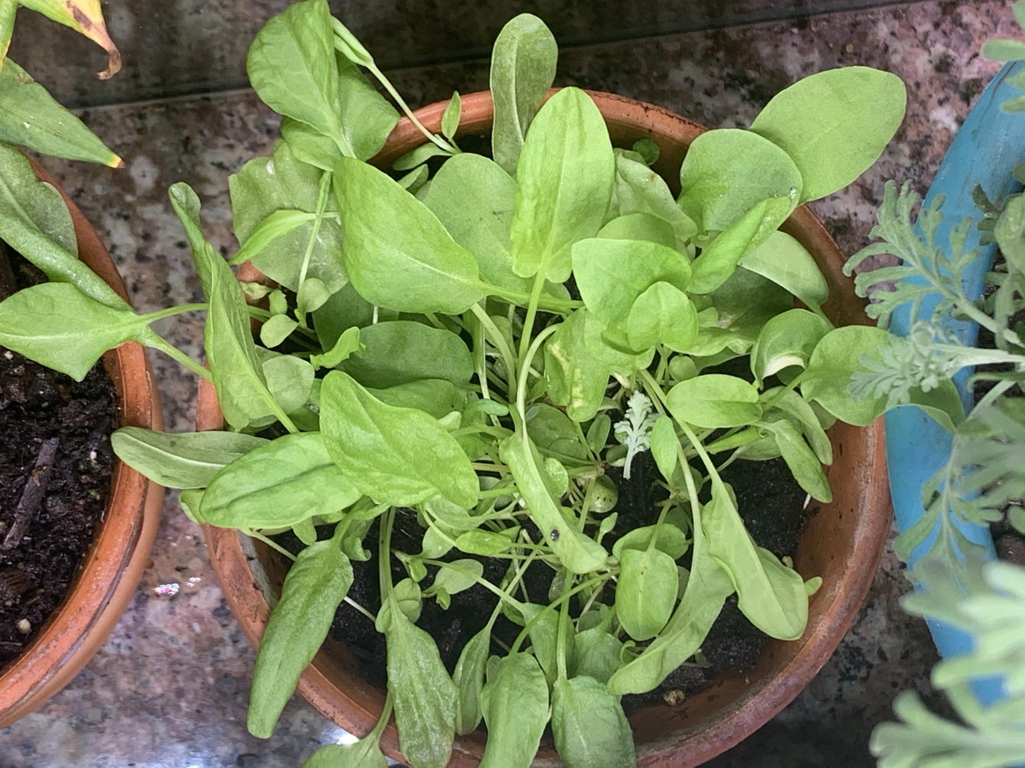 Update #12: I gave my basils & dill a major haircut for New Years Eve; my parsley was looking very weak after 2 months, and …