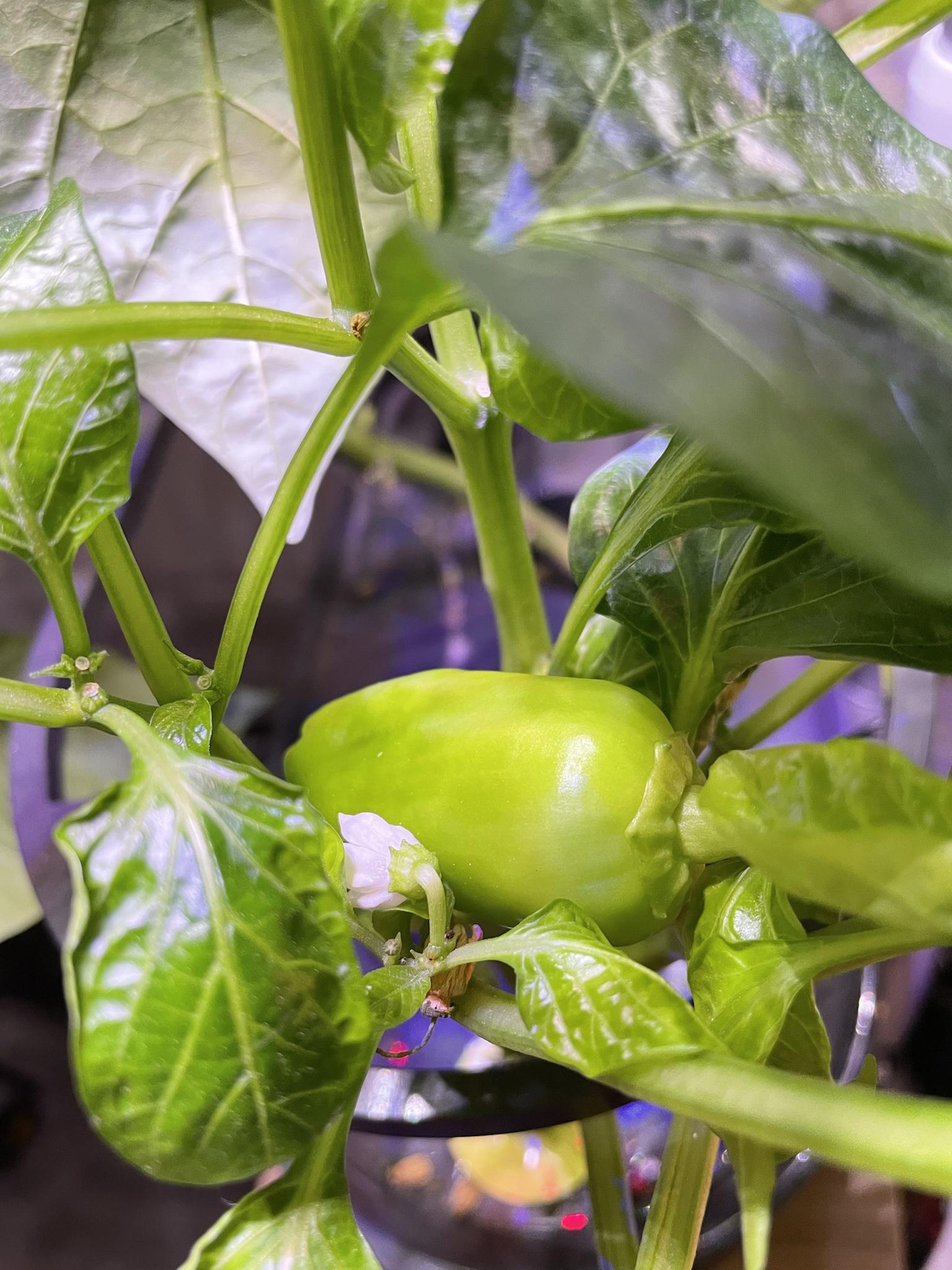 Update #3: 81 days on, and I've got some peppers that are getting close! I have three plants, and the AG is a bit crowded. …