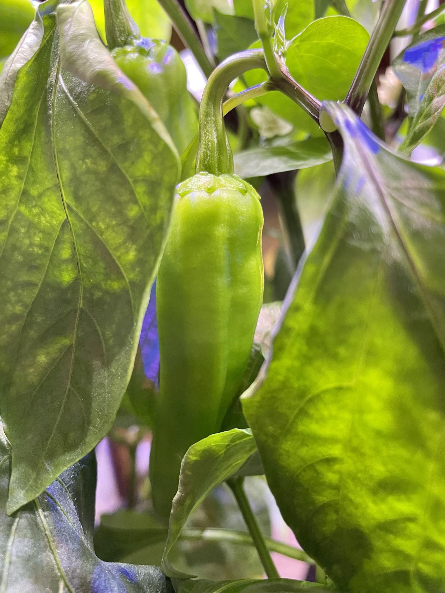 Update #3: 81 days on, and I've got some peppers that are getting close! I have three plants, and the AG is a bit crowded. …