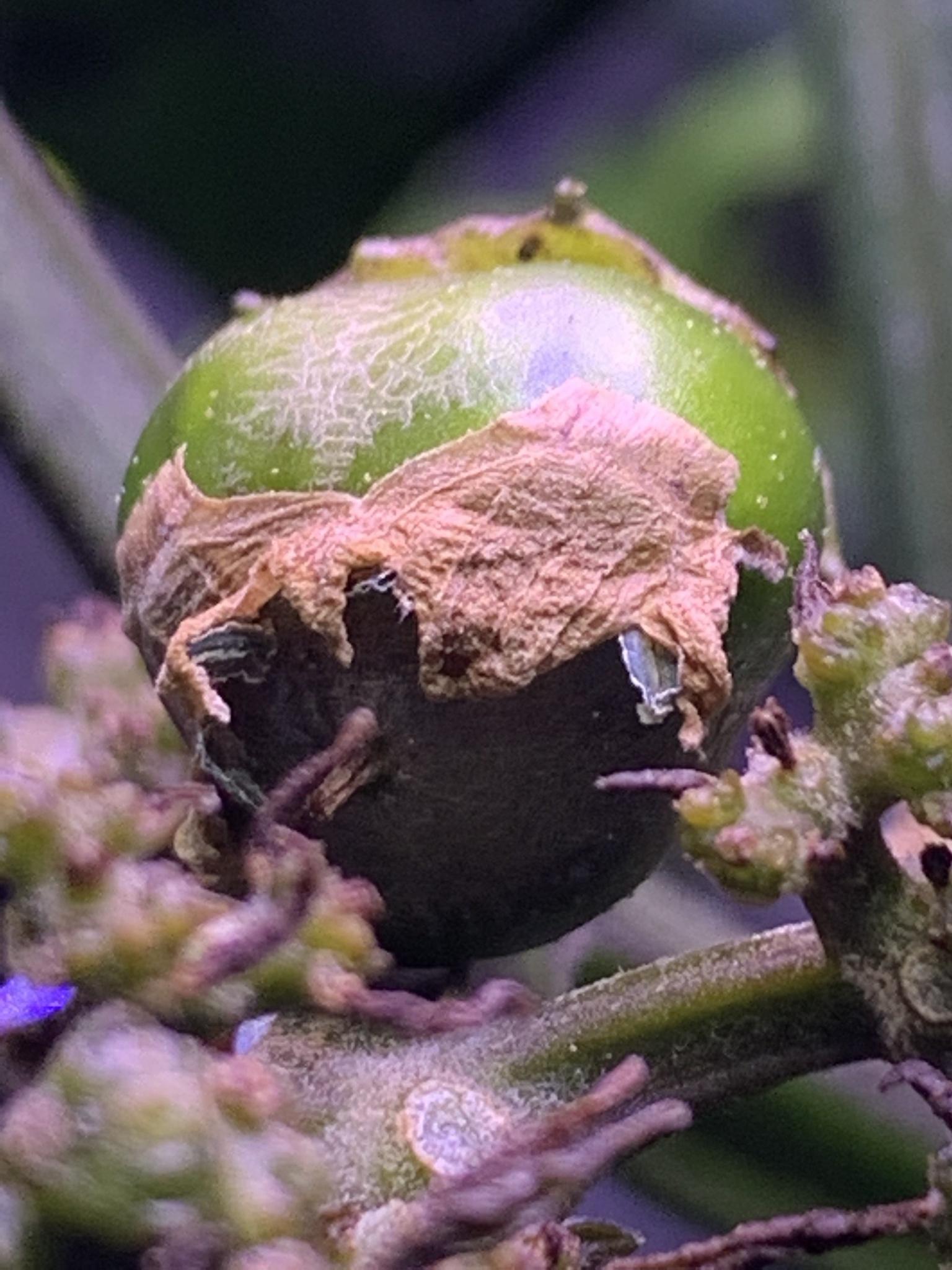 Update #5: It's hard to get a good shot - they're tiny! Both peppers seem less robust than a few weeks ago - the leaves are…