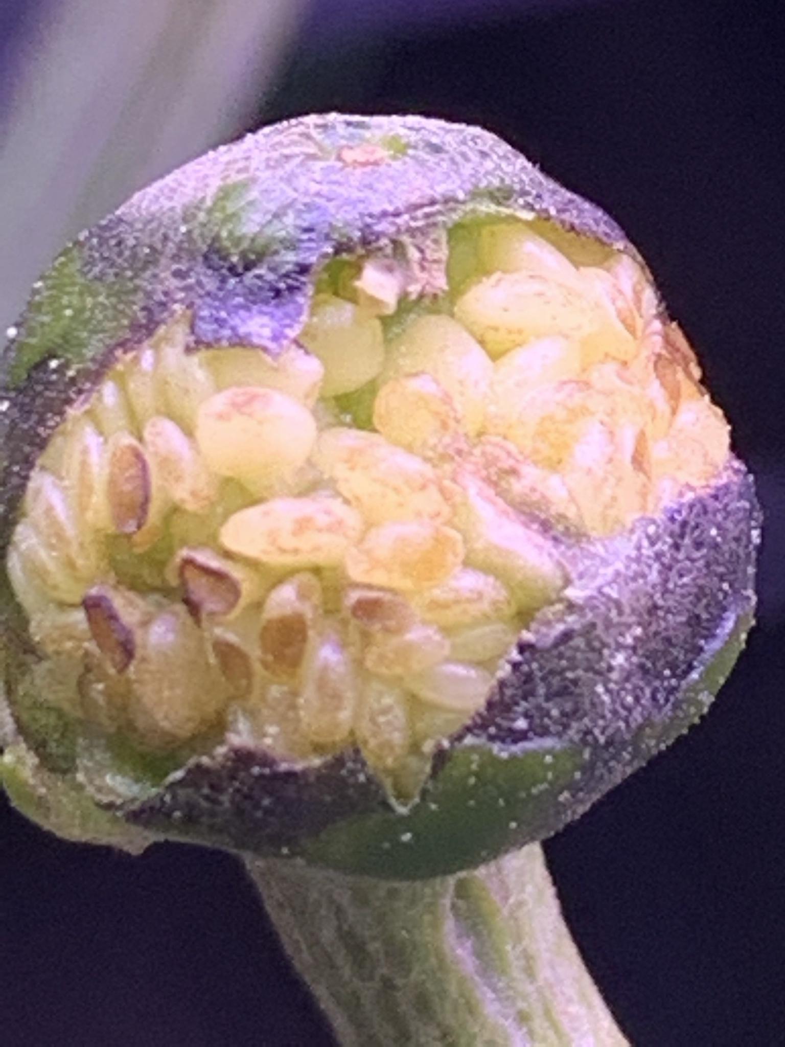 Update #5: It's hard to get a good shot - they're tiny! Both peppers seem less robust than a few weeks ago - the leaves are…