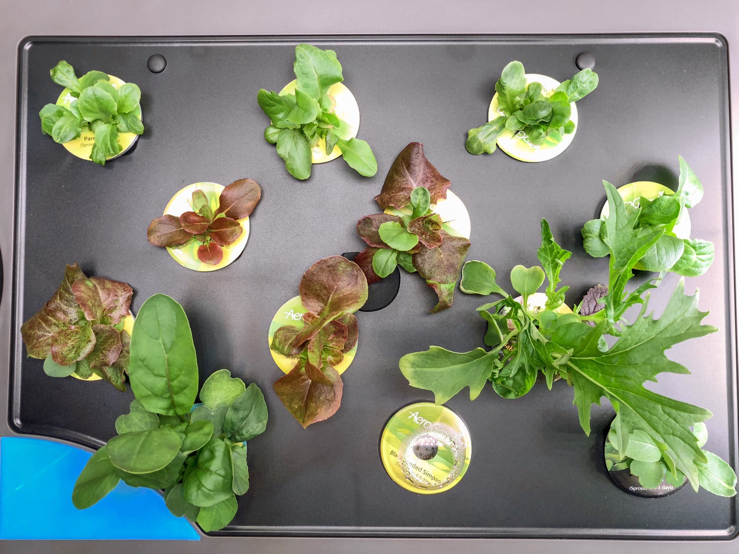 Update #7: Well it’s been 14 days since I started my lettuce grow in the left unit of the Farm Plus. Here’s where it was th…