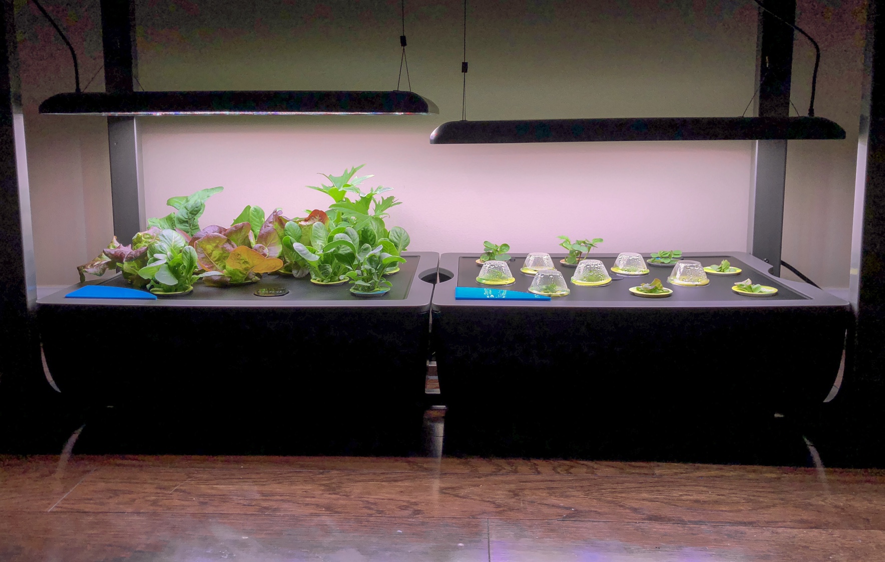 Update #10: It’s Day 19 for the left unit of the Farm and things have spread out a bit since my last update.The right unit i…