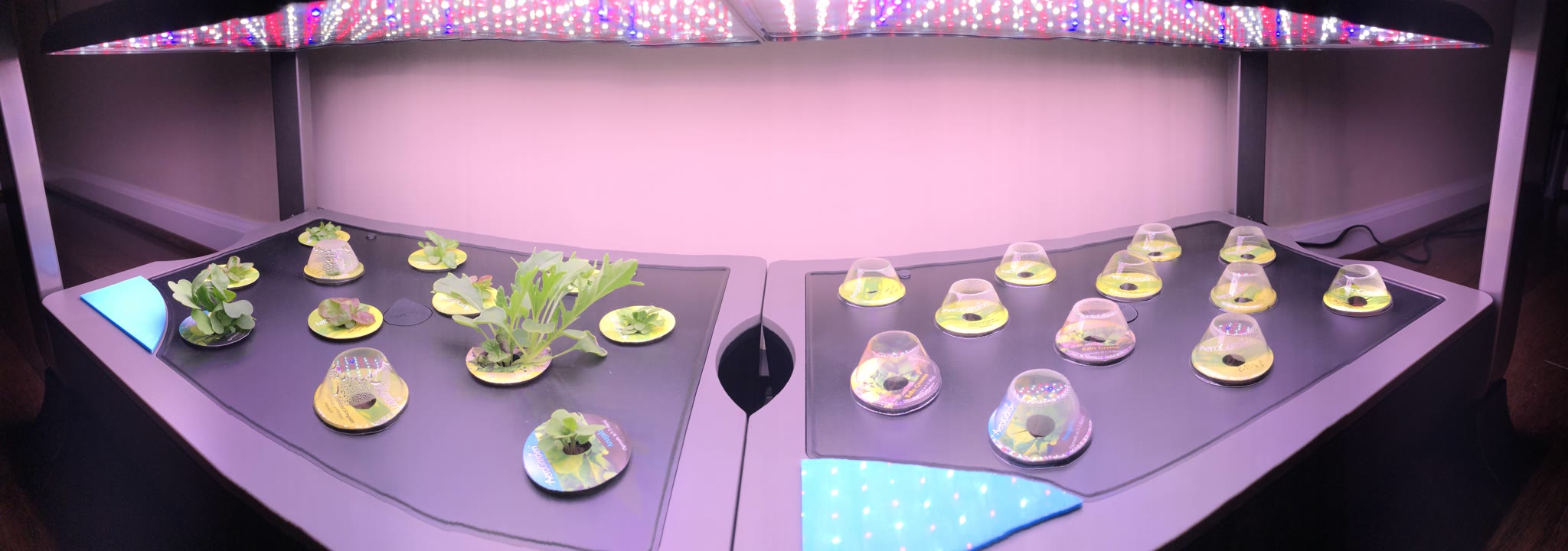 Update #6: This crew seems to be happy so far.......and now the right unit has been planted with the rest of the seed kit.I…