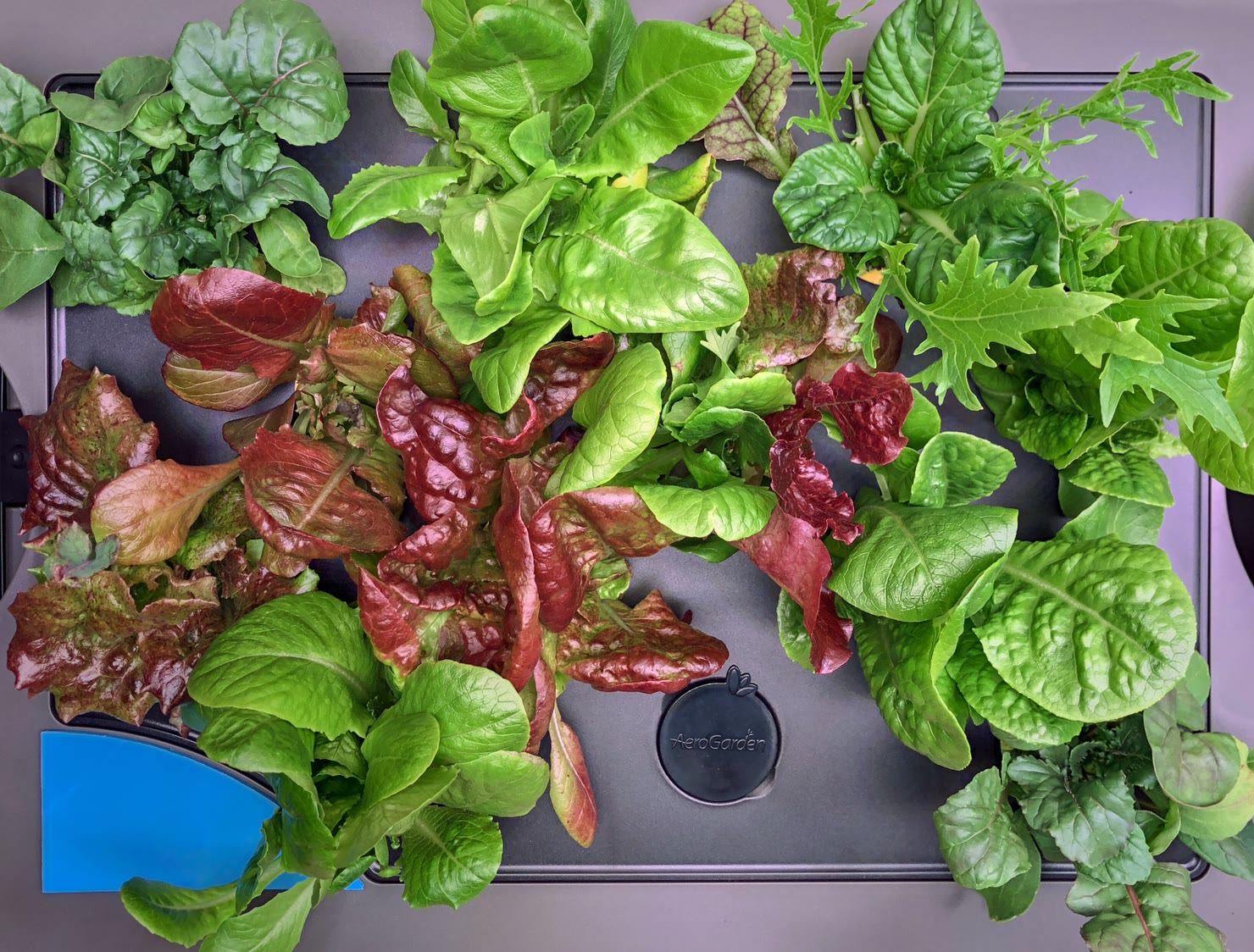 First AeroGarden Farm Plus lettuce grow with staggered planting and early hurricane shutdown