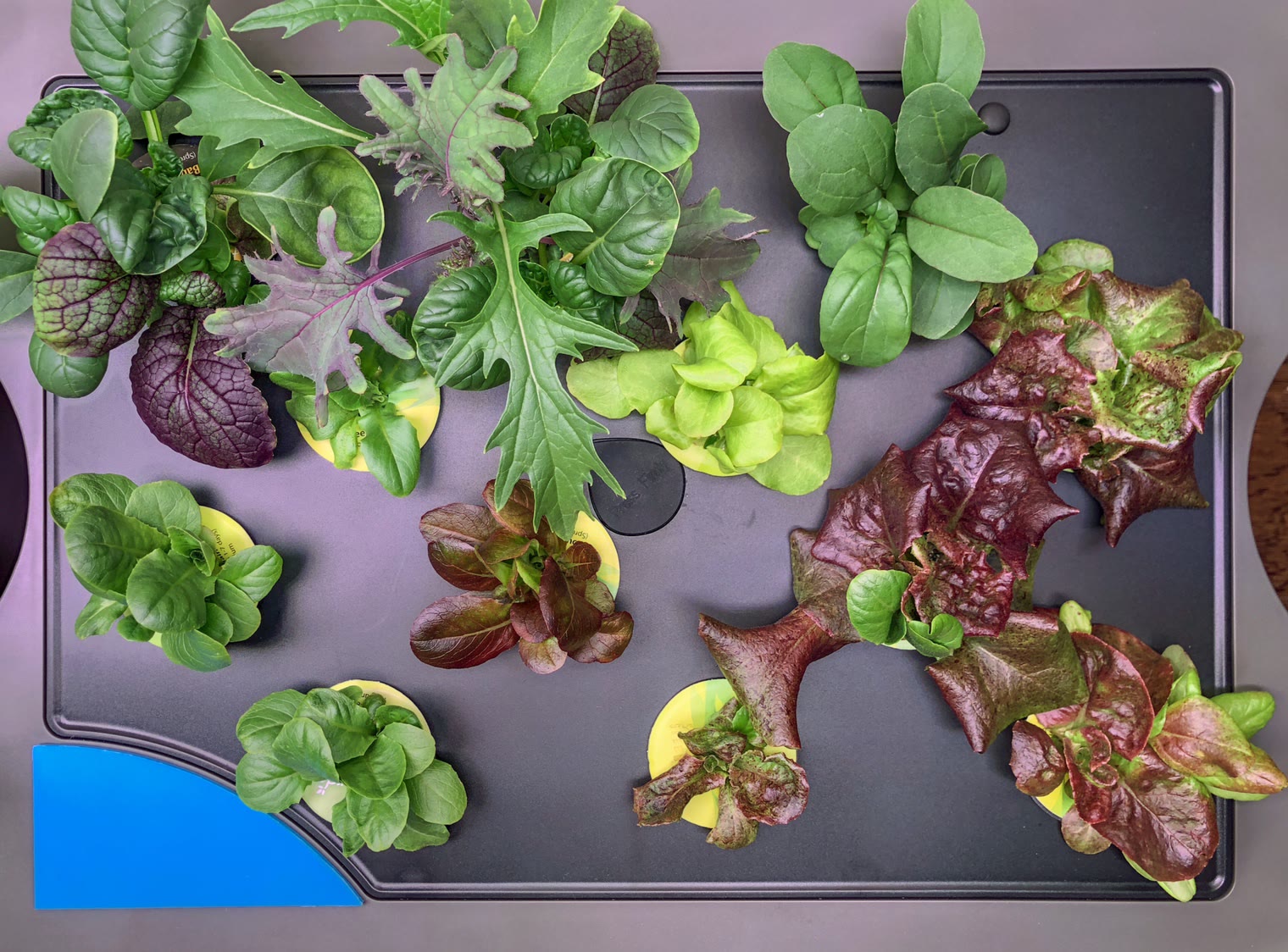 Update #12: It’s Day 26 for the lettuce garden in the left unit. We had a big harvest on Sunday night so I’m letting them ha…