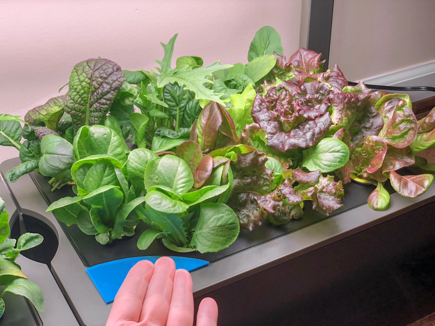 Update #13: Looks like it’s going to be a salad night tonight. Day 31 for these plants. Day 21 for these. A friend just happ…