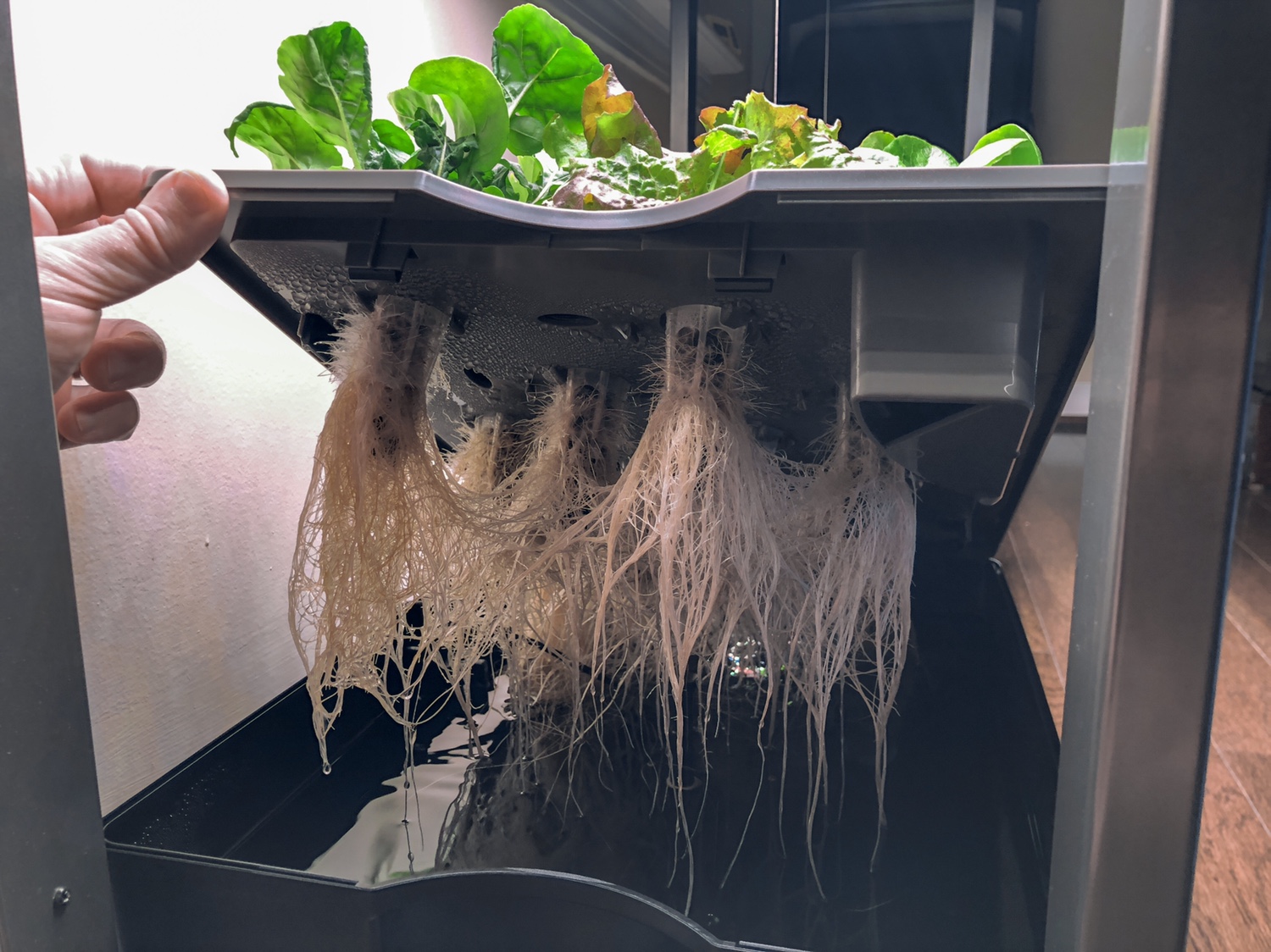 Update #12: It’s Day 26 for the lettuce garden in the left unit. We had a big harvest on Sunday night so I’m letting them ha…