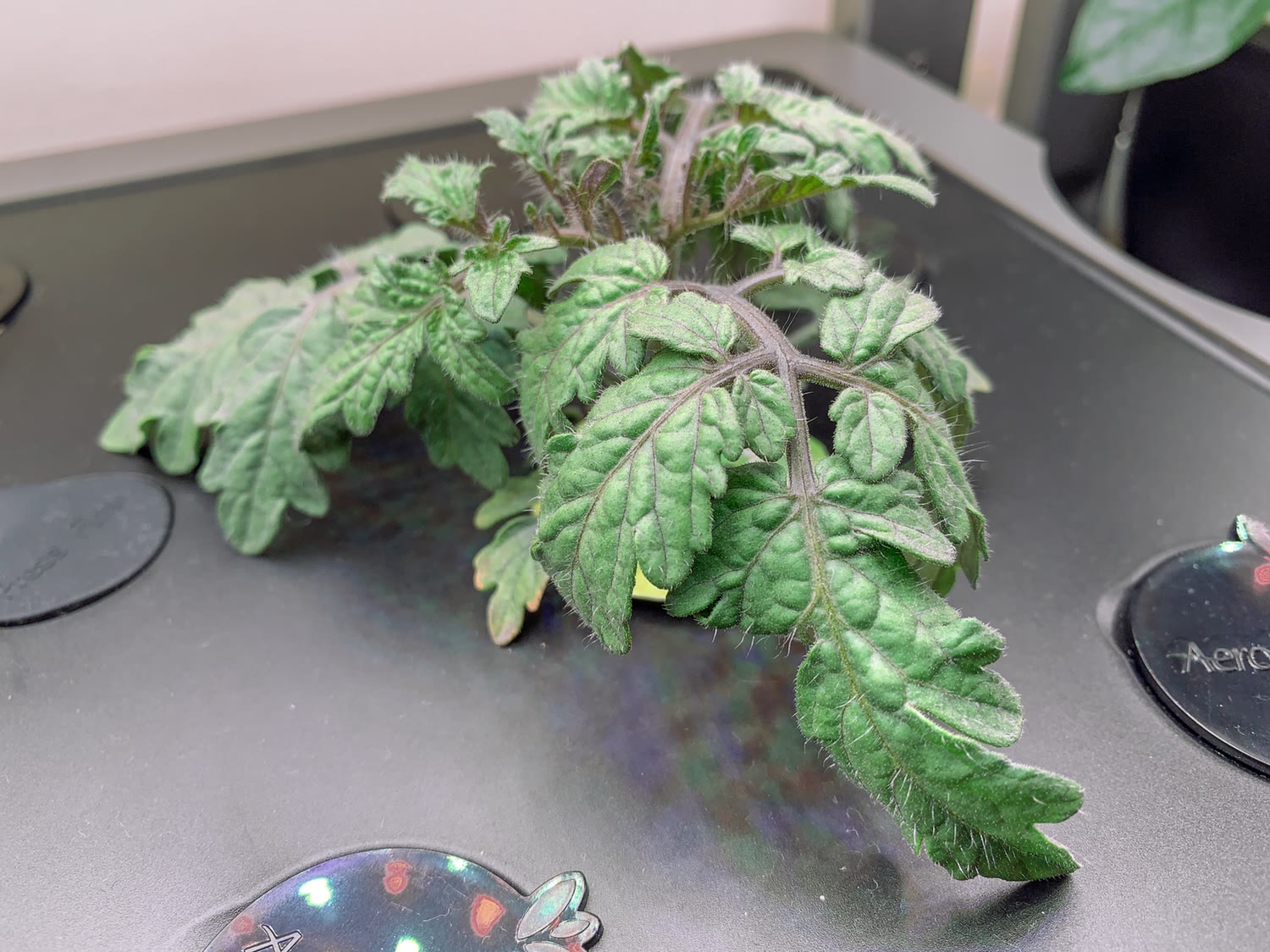 Update #9: This one continues to be interesting. The Extreme Bush plant is very unhappy while the Golden Harvest is growing…