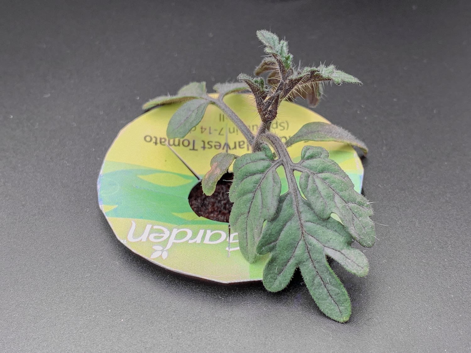 Update #8: Here’s this week’s update on these replants. Yesterday the tank got an R&R with a feeding of 16ml of AG nutes. T…