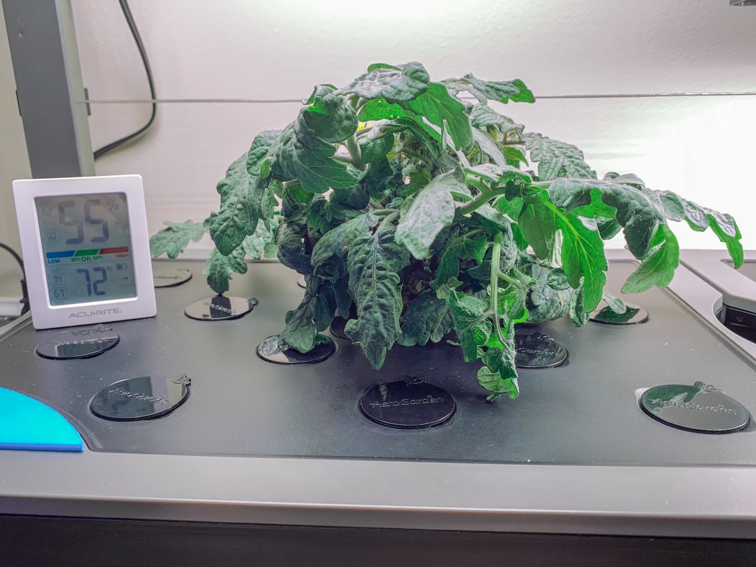 Update #13: This plant has really started to spread since I relocated it. It also seems to have recovered quite nicely from …
