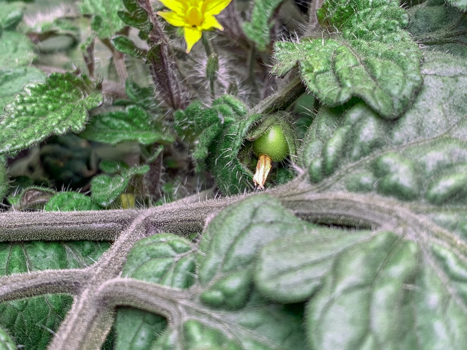 Update #13: This plant has really started to spread since I relocated it. It also seems to have recovered quite nicely from …