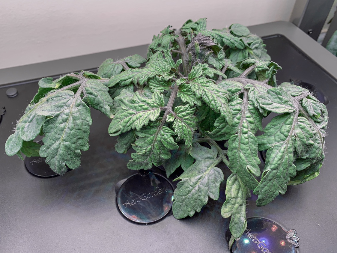 Update #16: This week’s Heirloom Cherry update features adding 10ml of Mooch and finding lots of new toms.Meanwhile today wa…