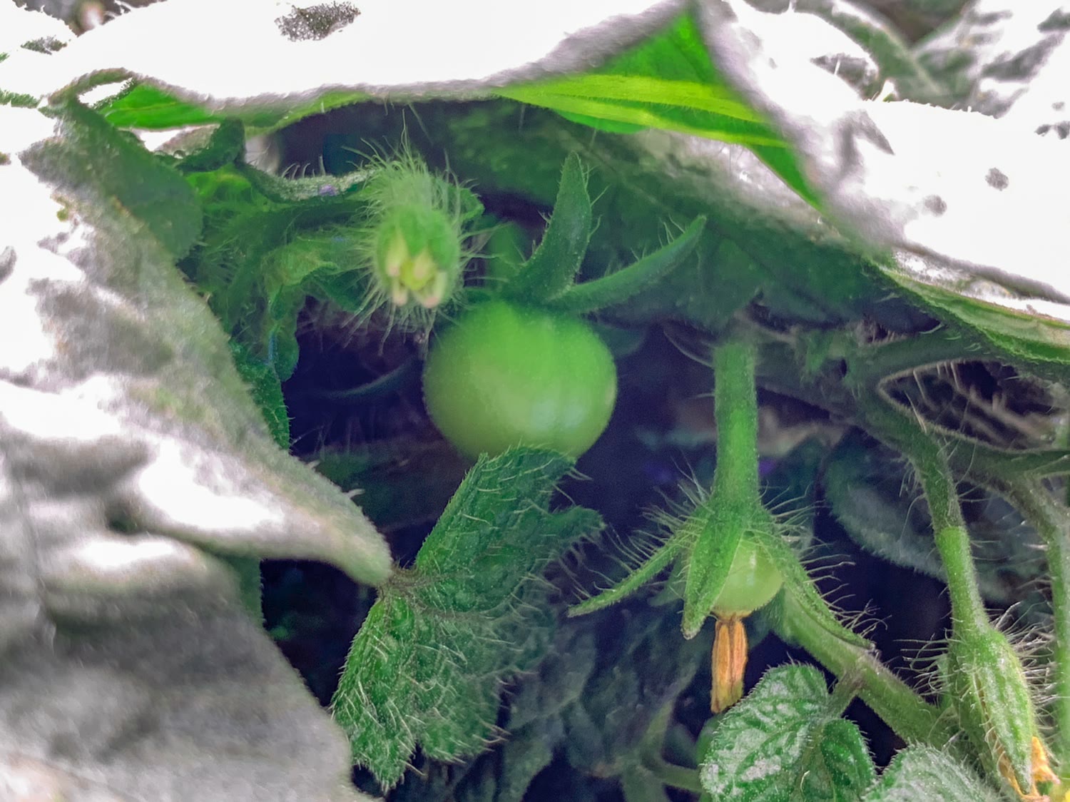 Update #14: I still don’t know if this plant should be taller than it is, but it looks healthy and now has several tomatoes …