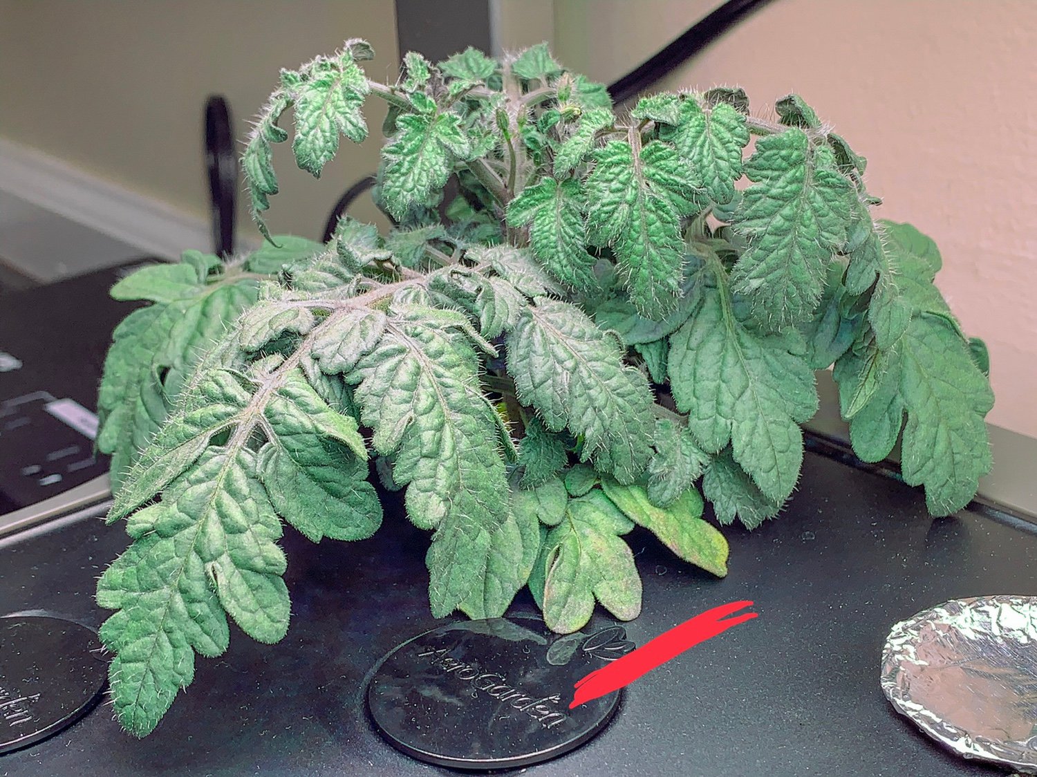Update #10: No improvement here. In fact I’m starting to see spots on the lower leaves of the previously healthy plant. (Mar…